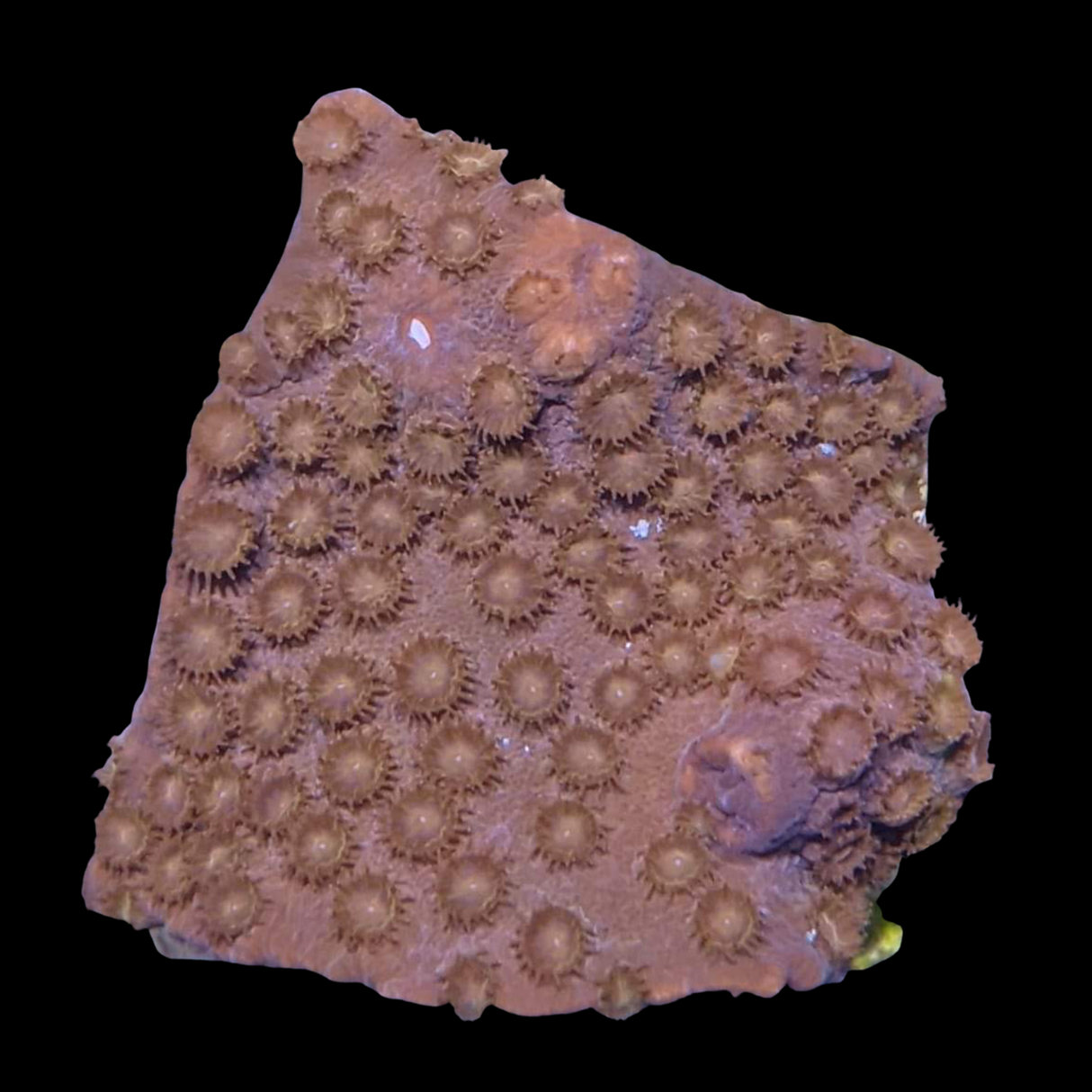 Blood Red Cyphastrea