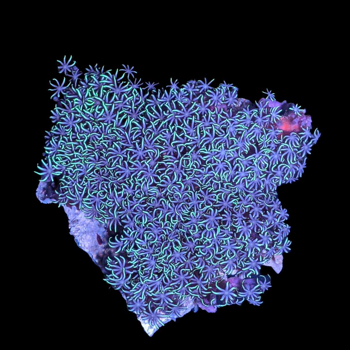 Mini Colony Star Polyps
