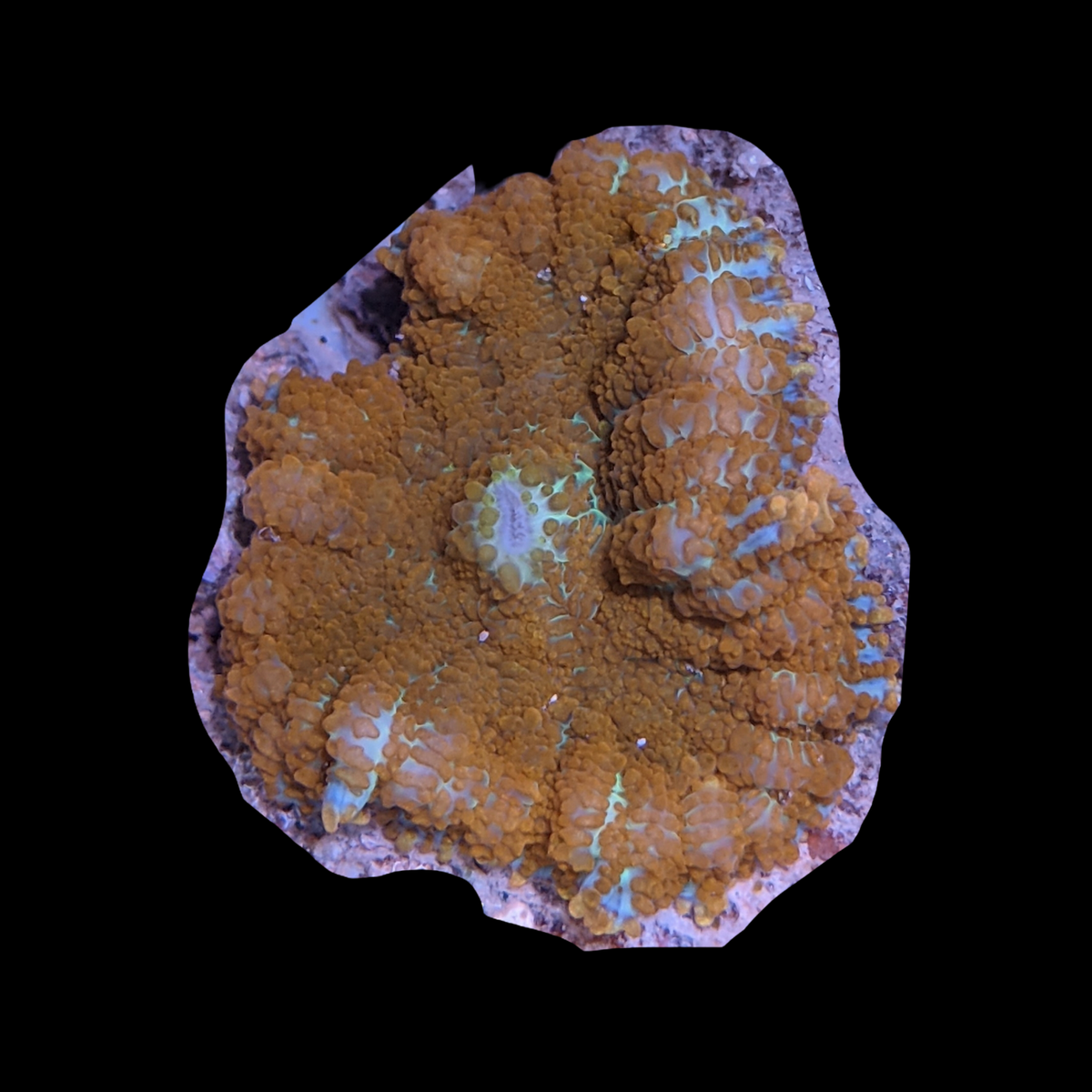 Rhodactis Inchoat Rusty Mushroom