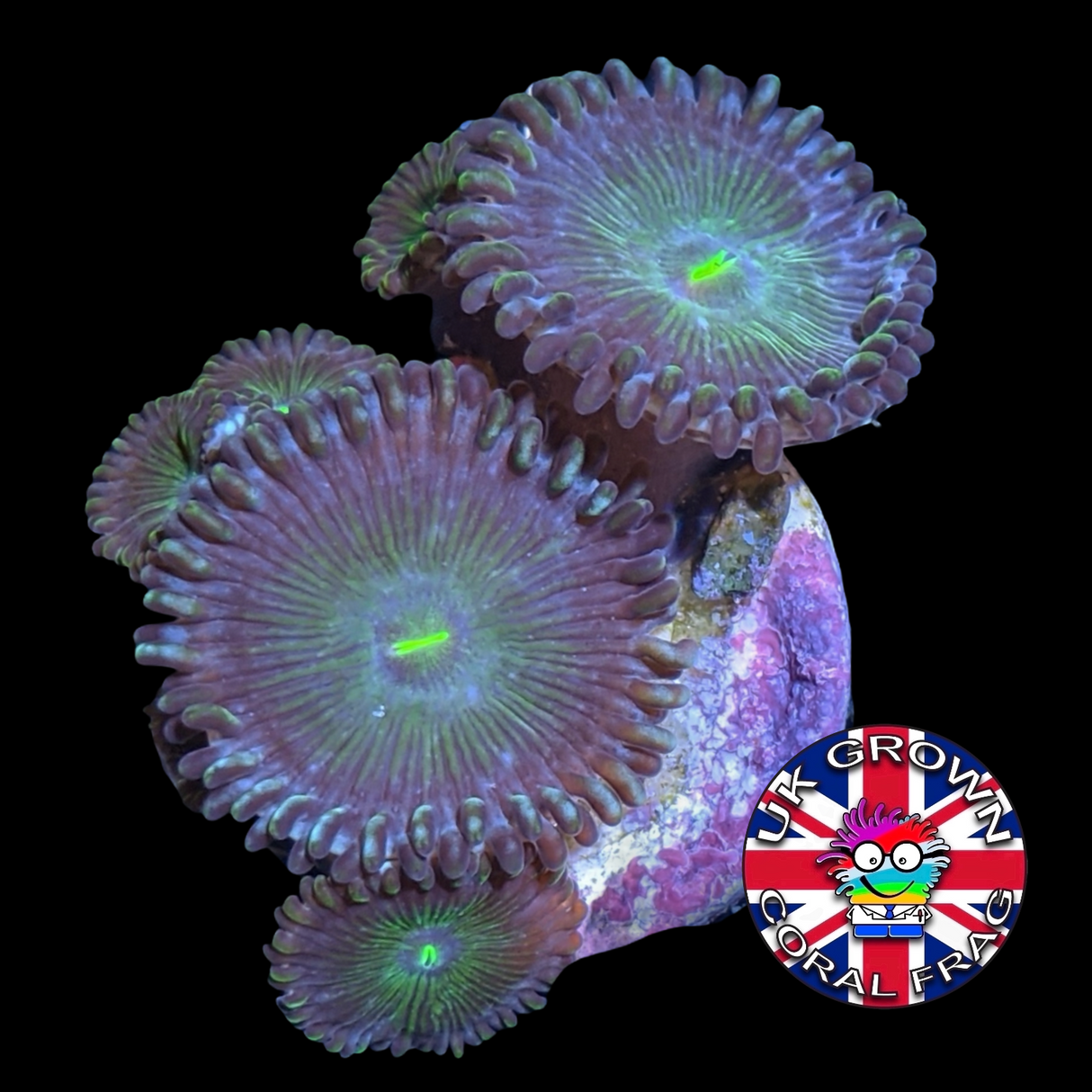 Green People Eater Zoa Frag (UK Grown)