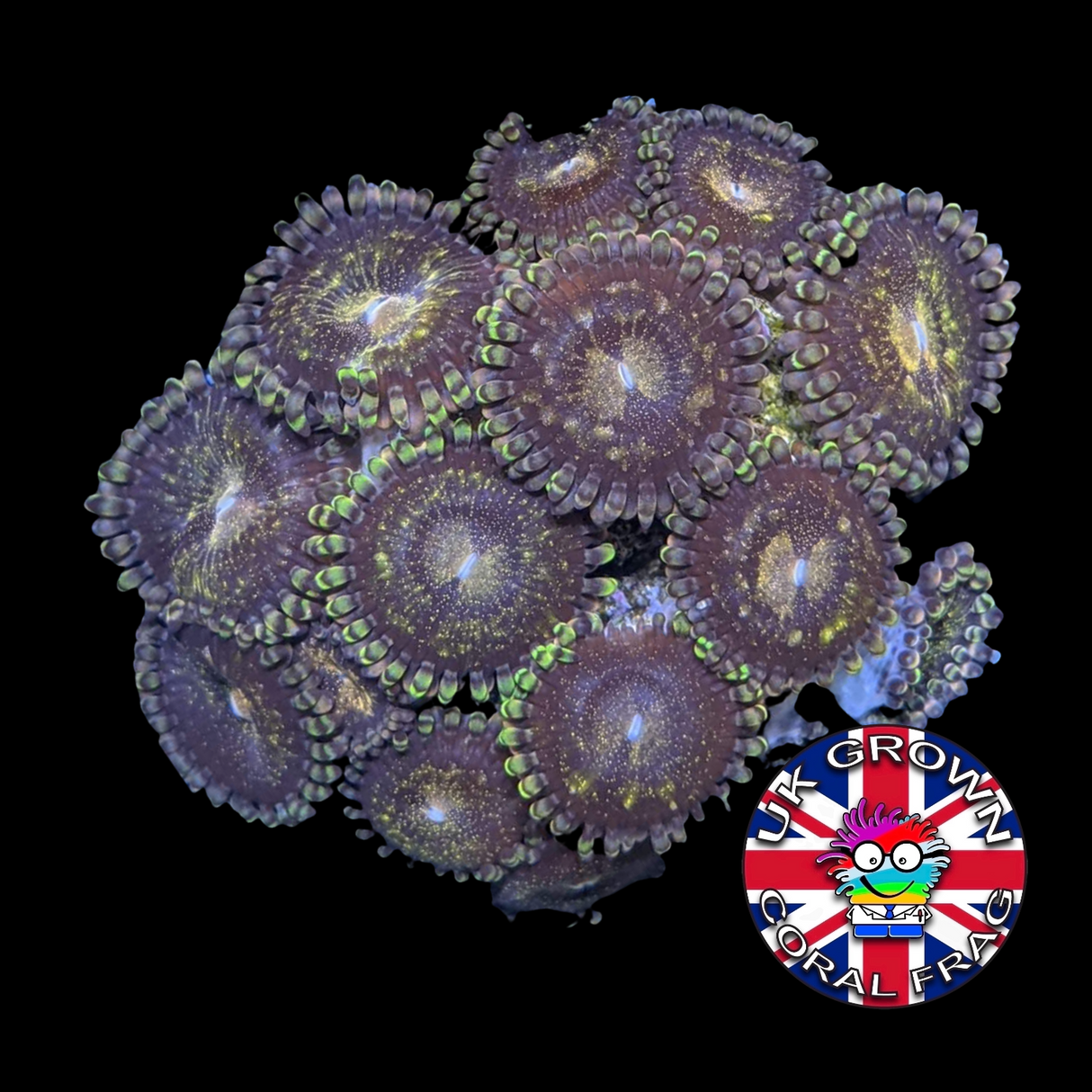 Reverse Space Monster Zoa Frag (UK Grown)