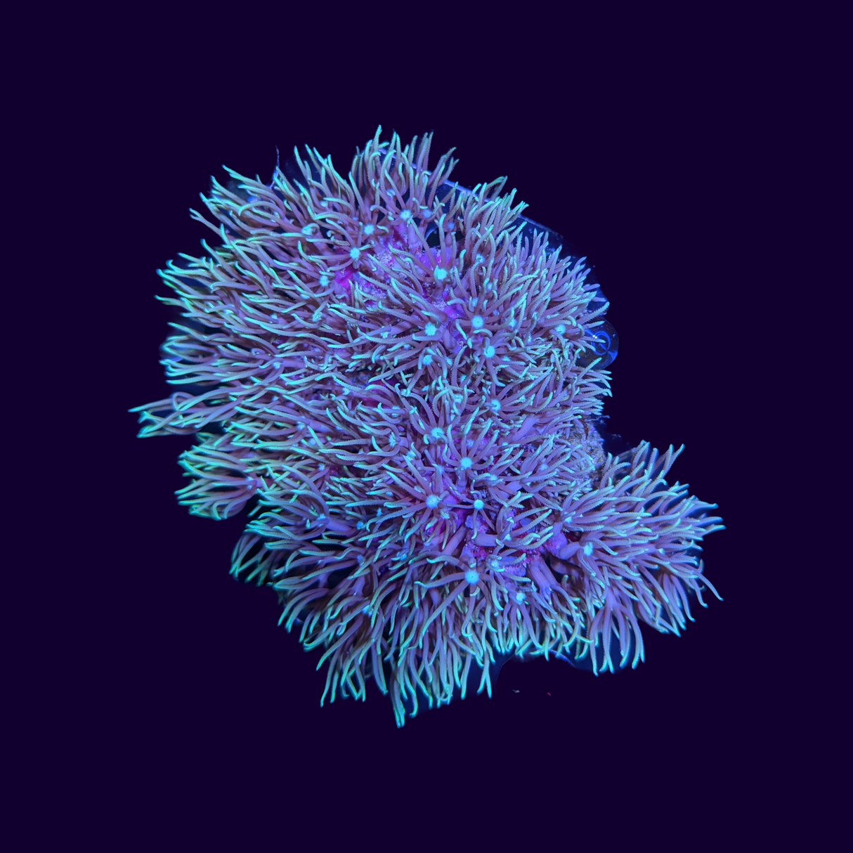 Green Star Polyp Mini Colony