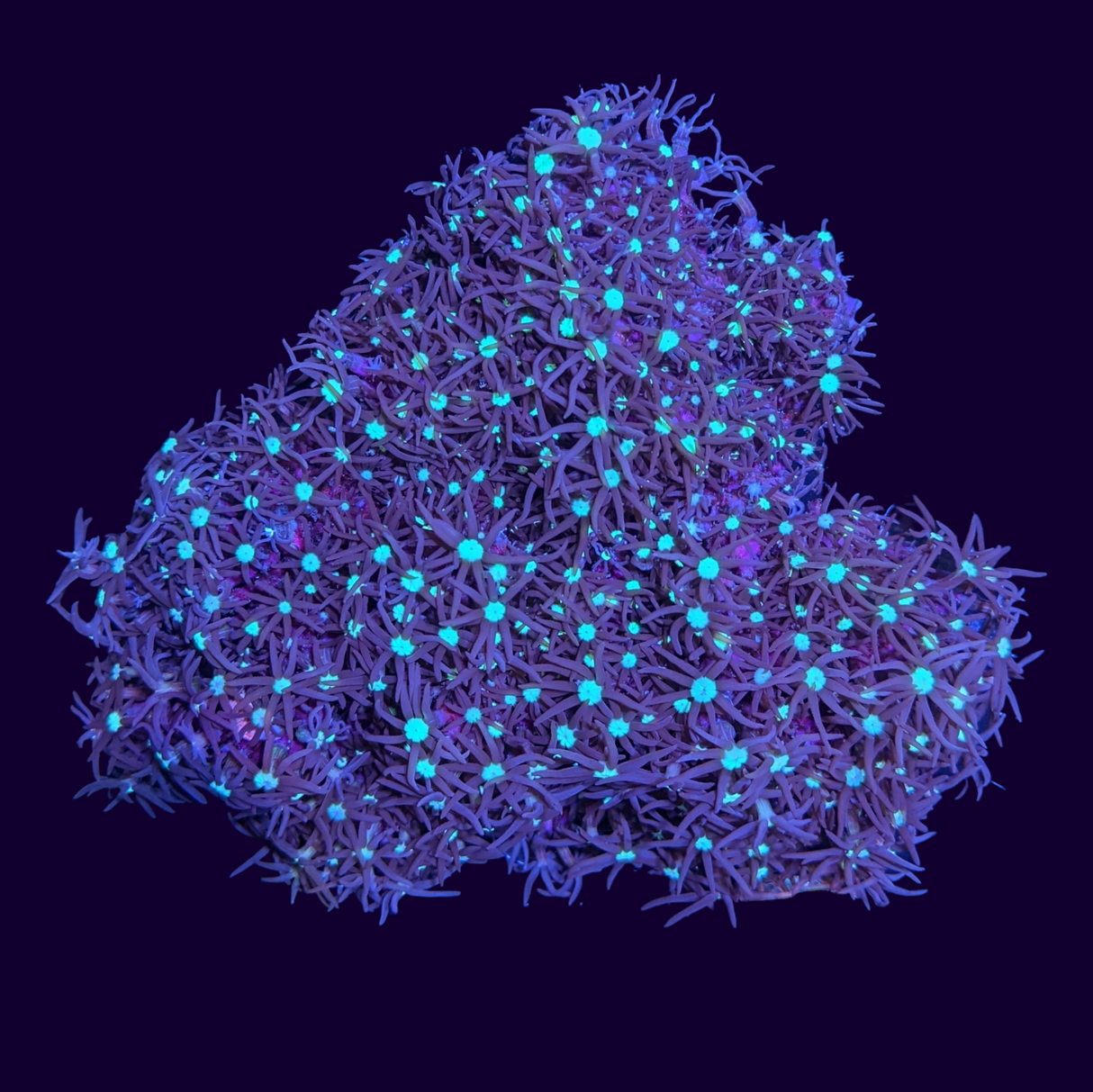Green Star Polyp Mini Colony