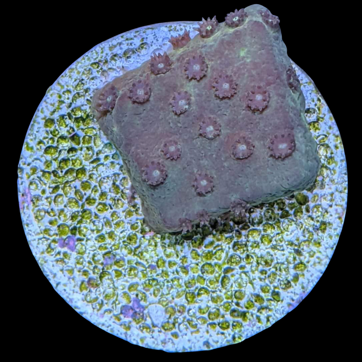 Green Cup Turbinaria