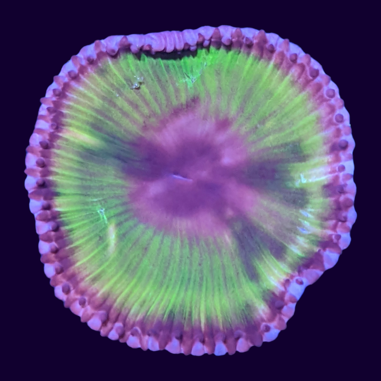 Grandis Paly Zoa Frag (UK Grown)