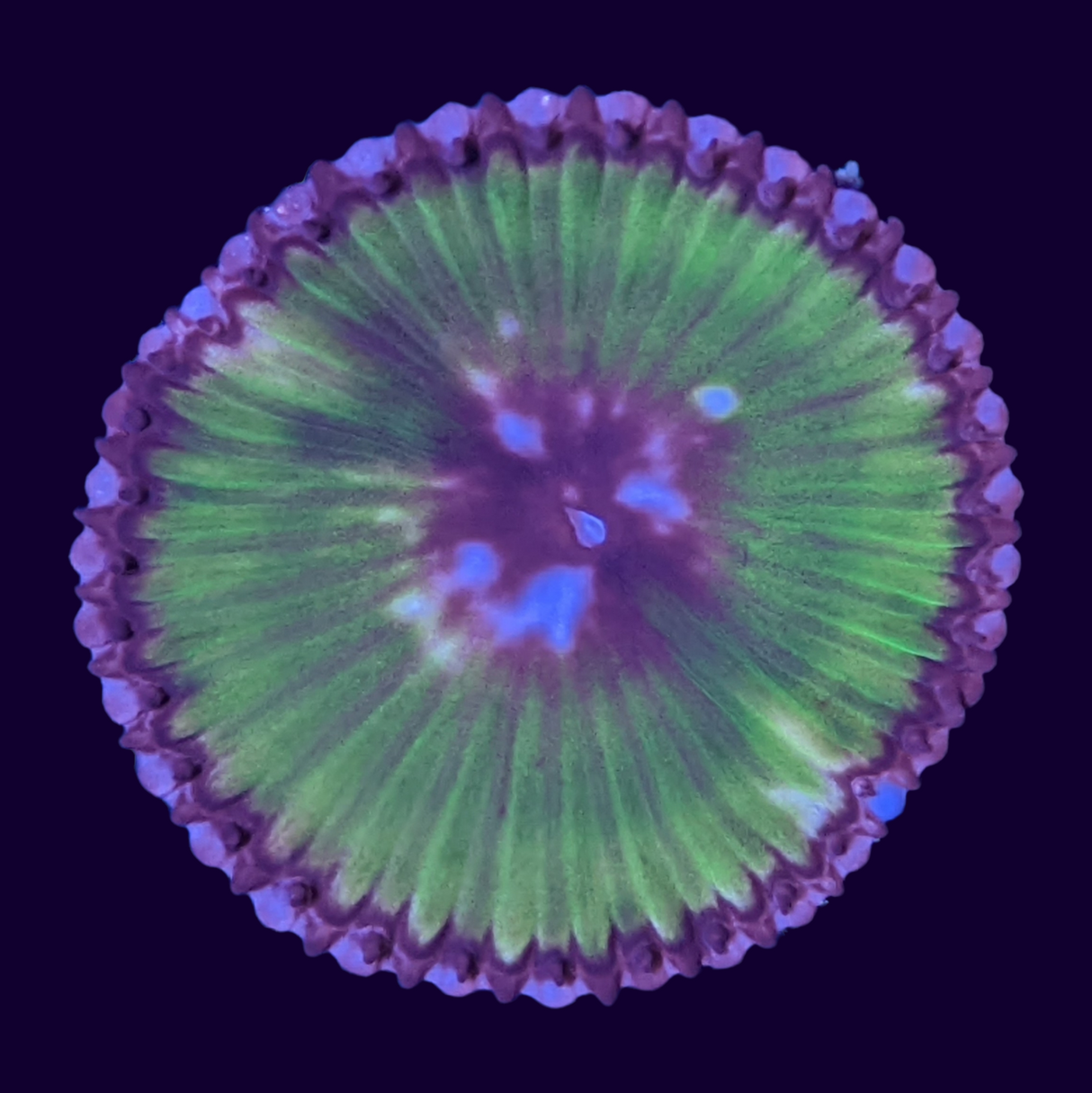 Grandis Paly Zoa Frag (UK Grown)