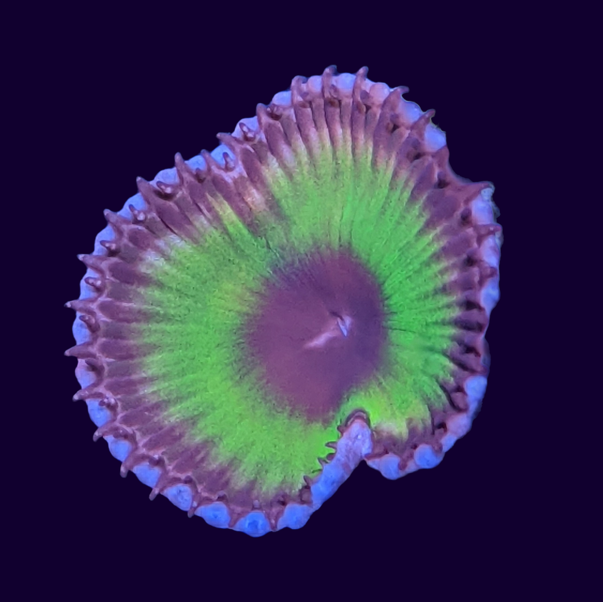 Grandis Paly Zoa