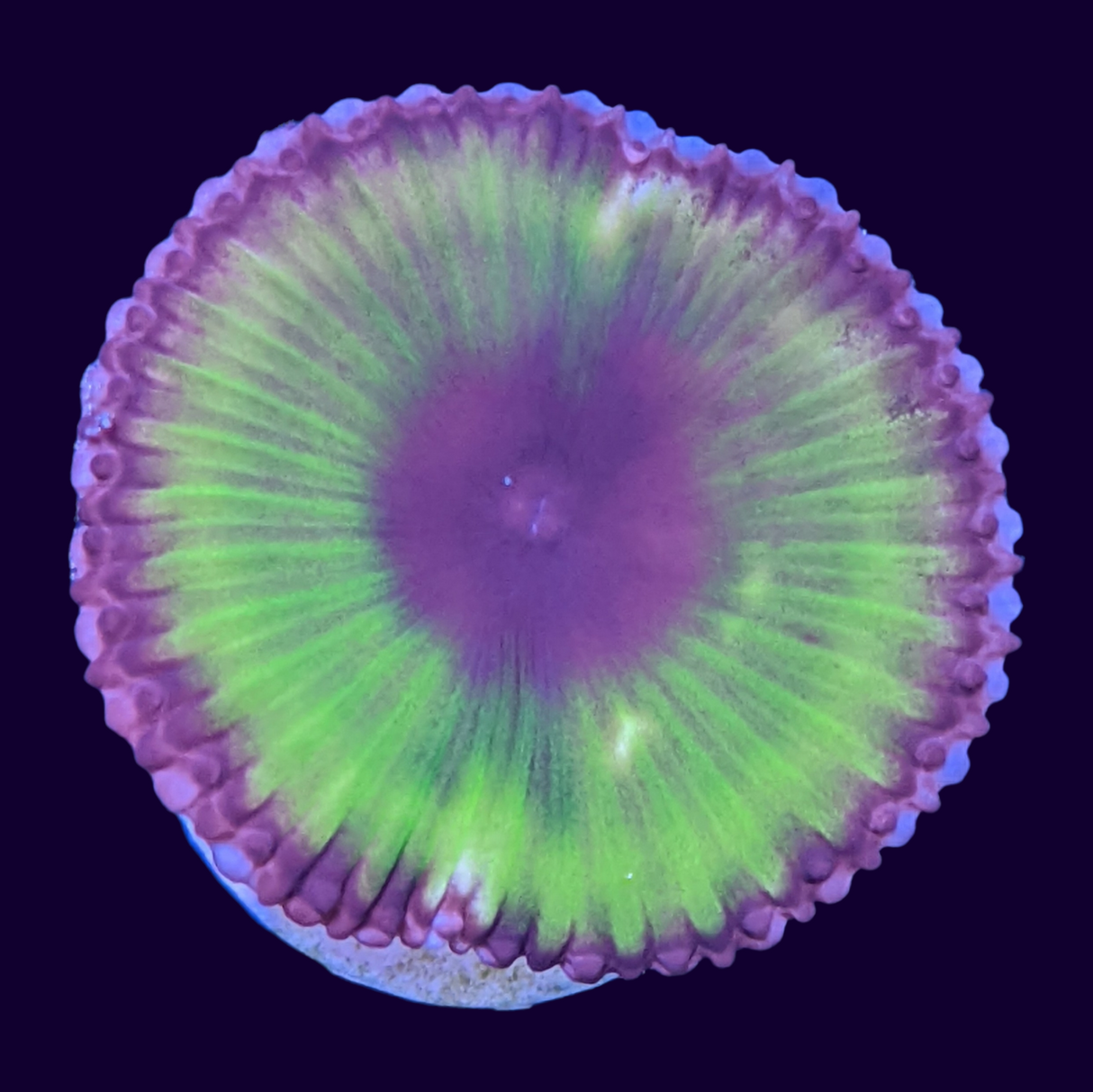 Grandis Paly Zoa Frag (UK Grown)