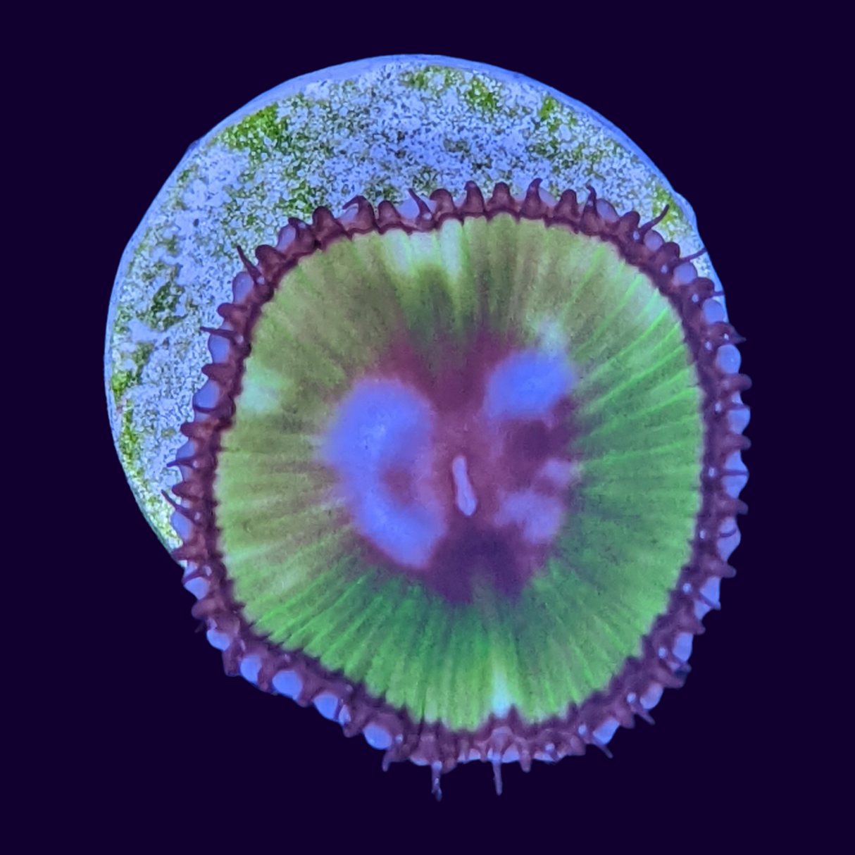 Grandis Paly Zoa Frag (UK Grown)