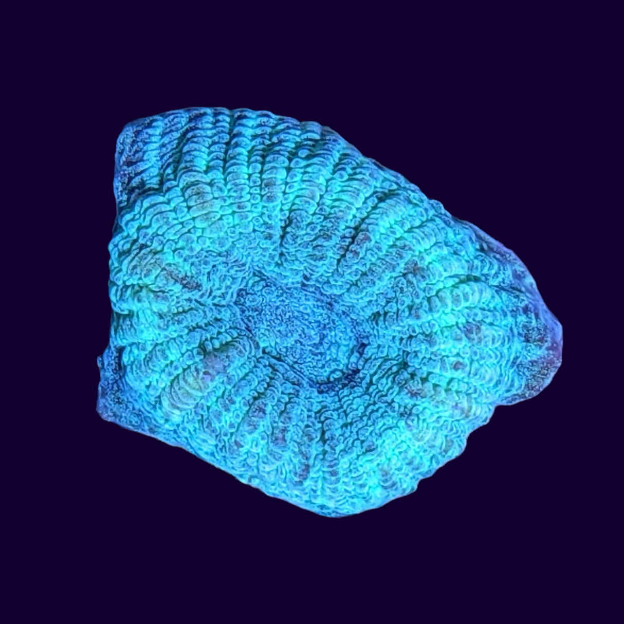 Reverse Prism Goniastrea