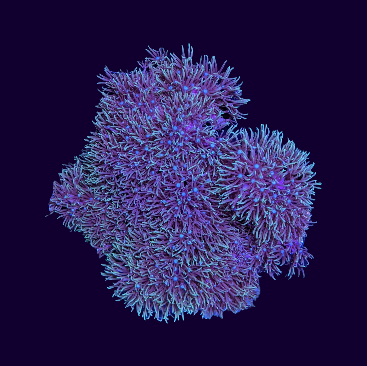 Green Star Polyp Colony