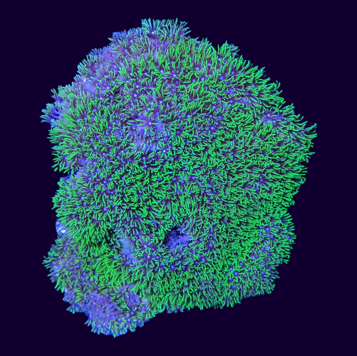 Green Star Polyp Colony