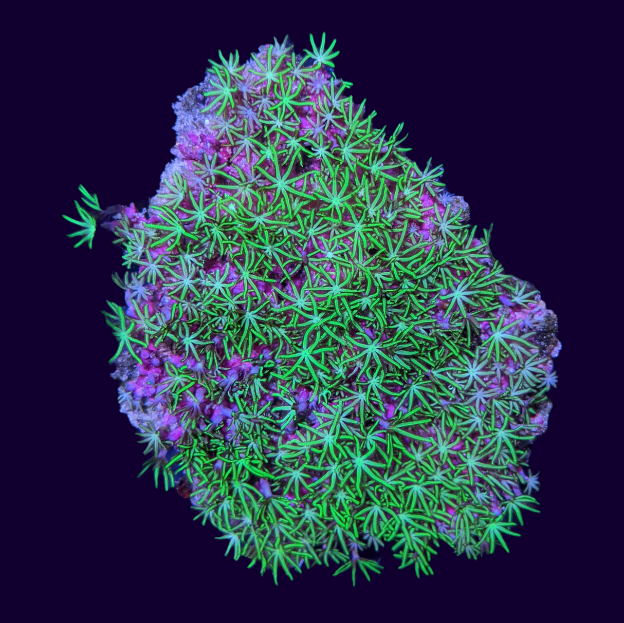 Green Star Polyp Colony
