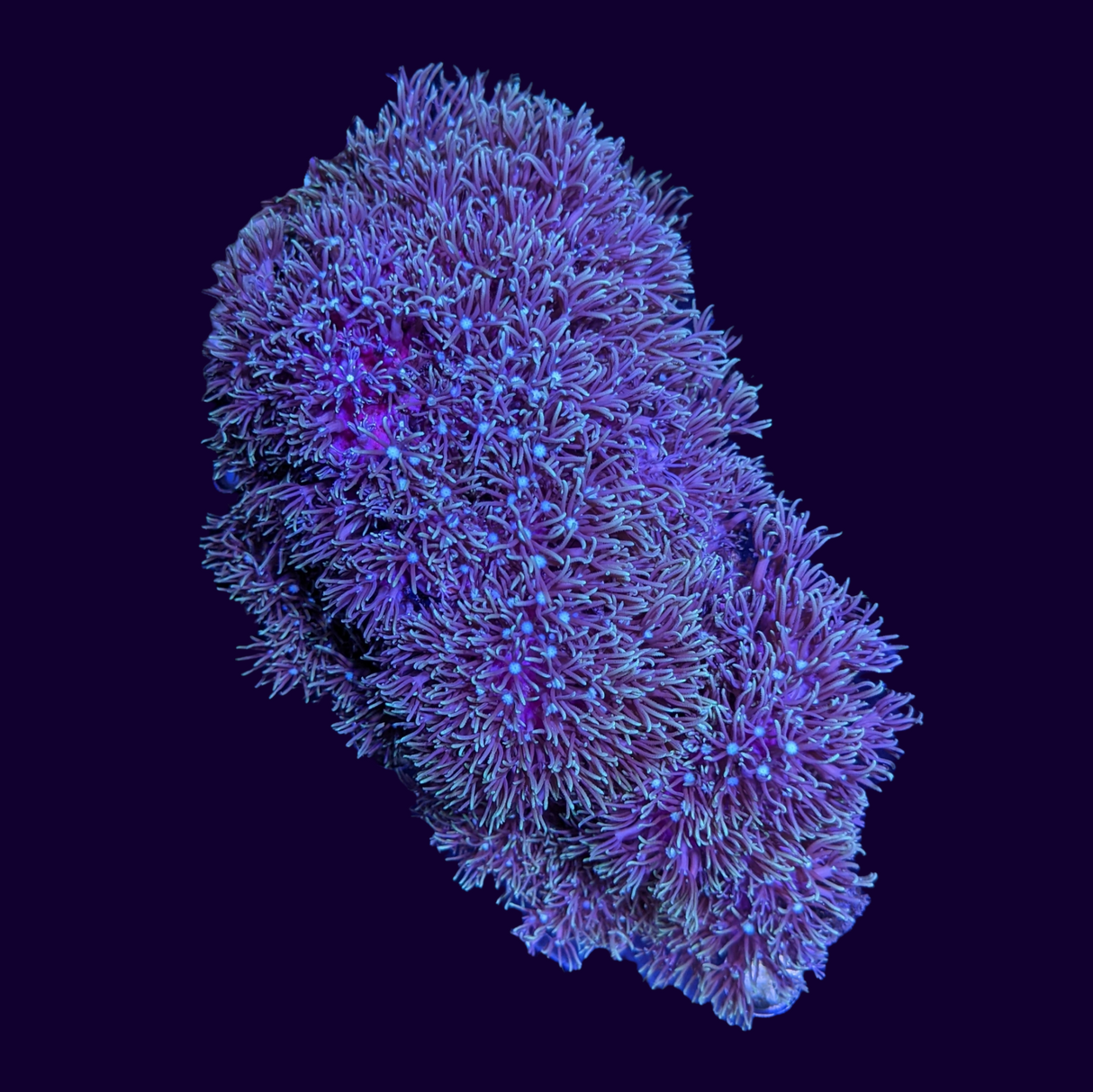 Green Star Polyp Colony