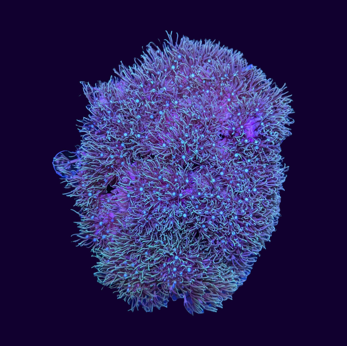 Green Star Polyp Colony