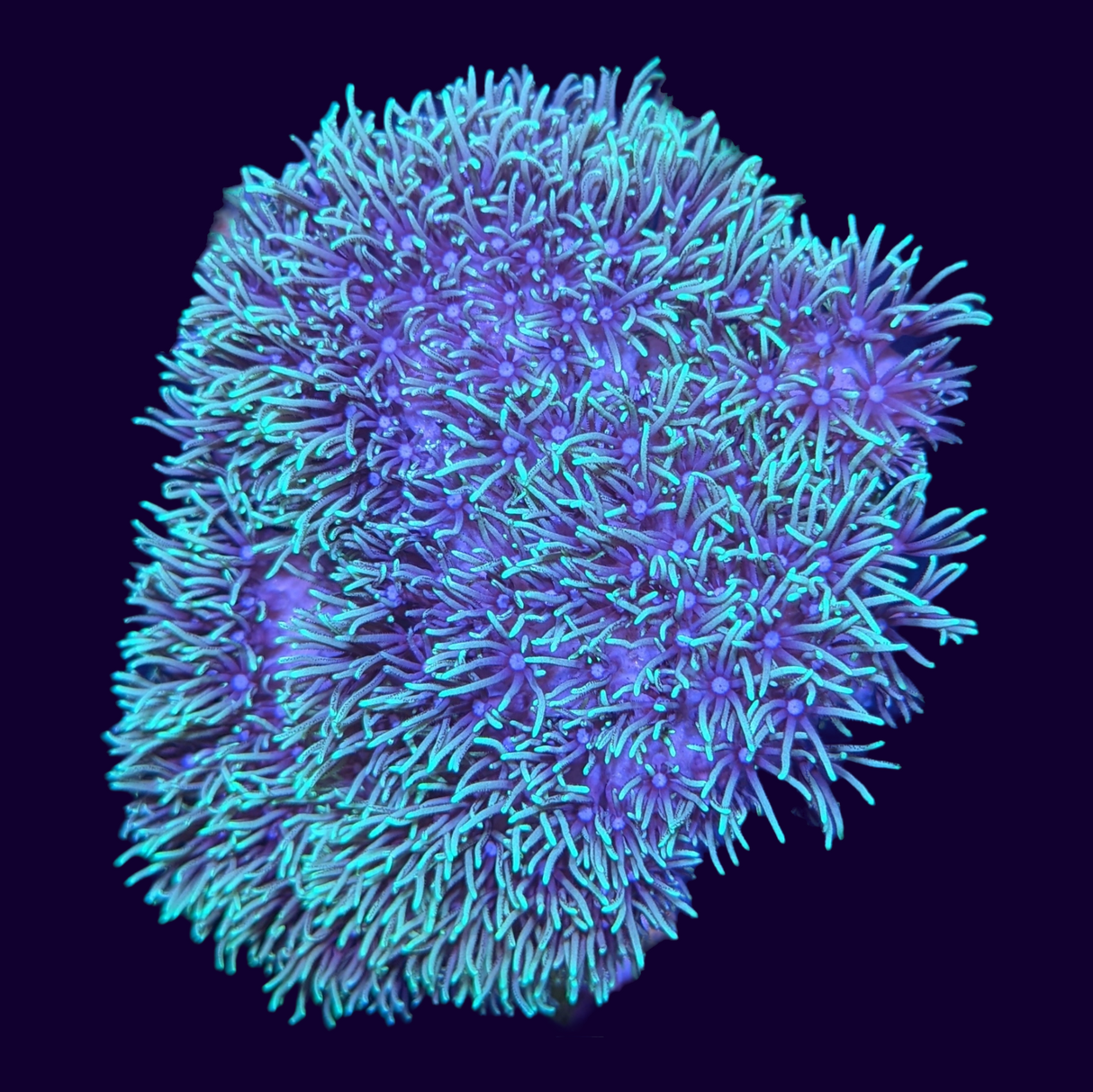 Green Star Polyp Mini Colony