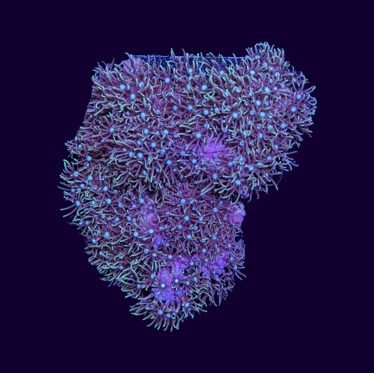 Green Star Polyp Mini Colony