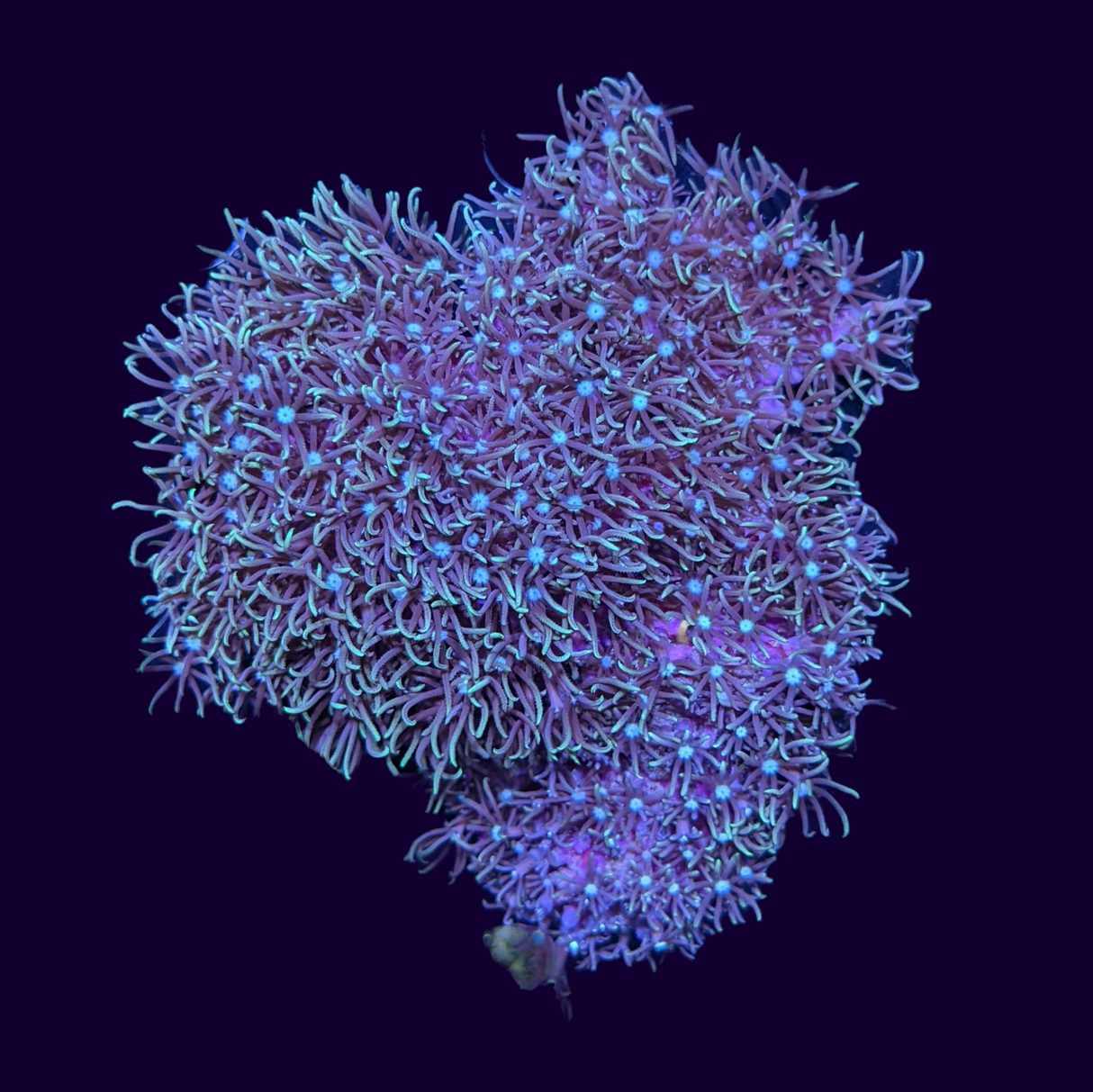 Green Star Polyp Mini Colony