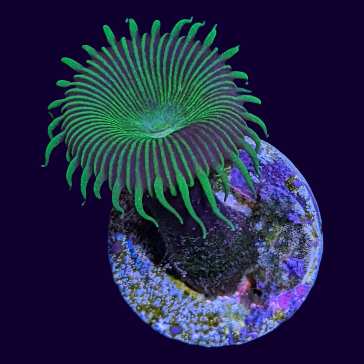 Green Paly Zoa Frag (UK Grown)