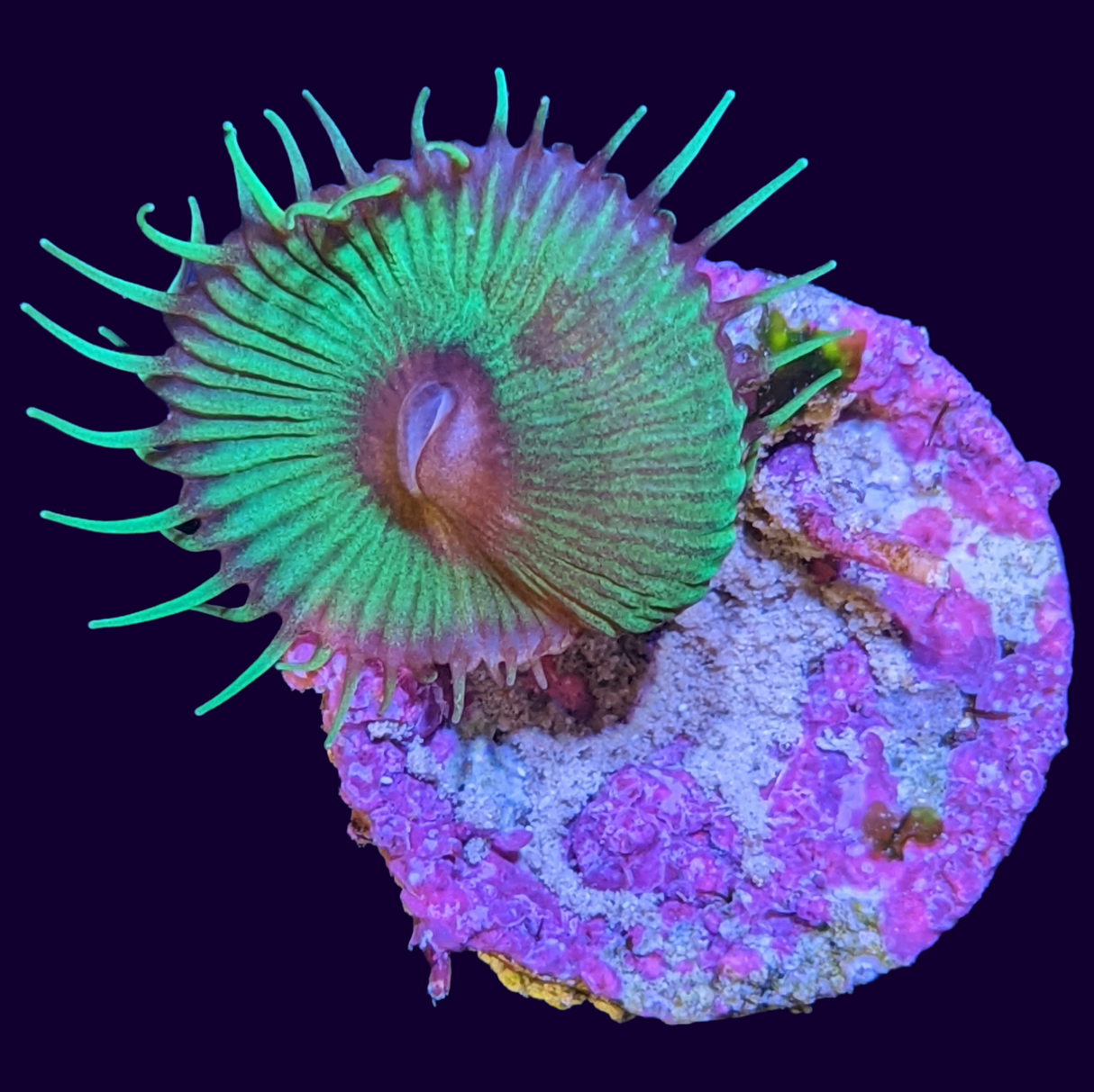 Green Paly Zoa Frag (UK Grown)