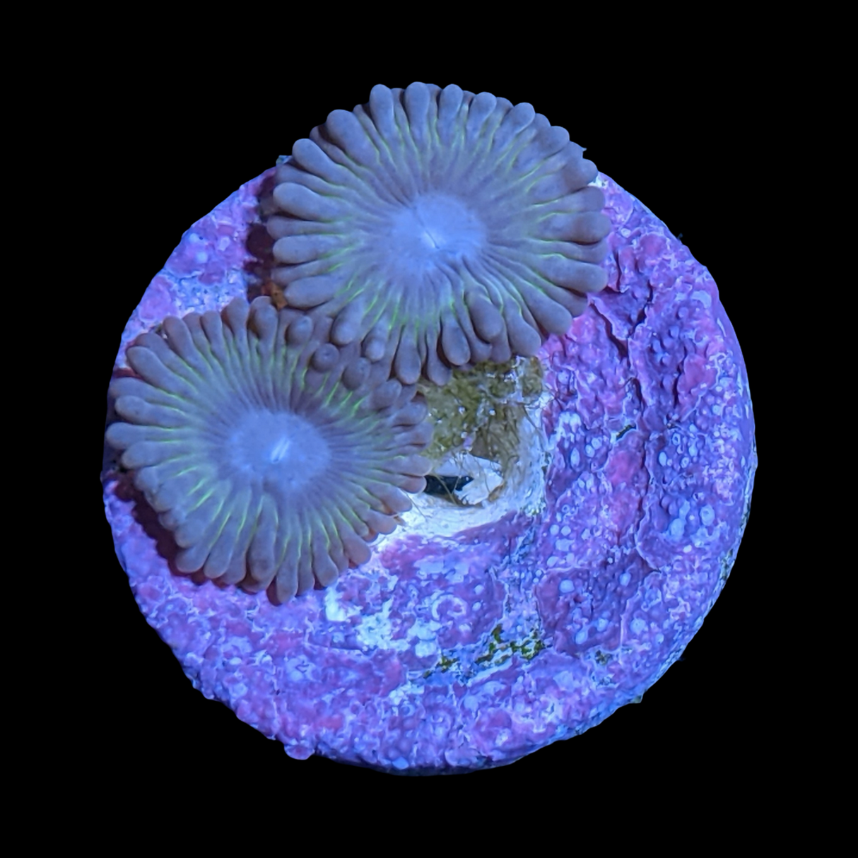 Zoa Frag