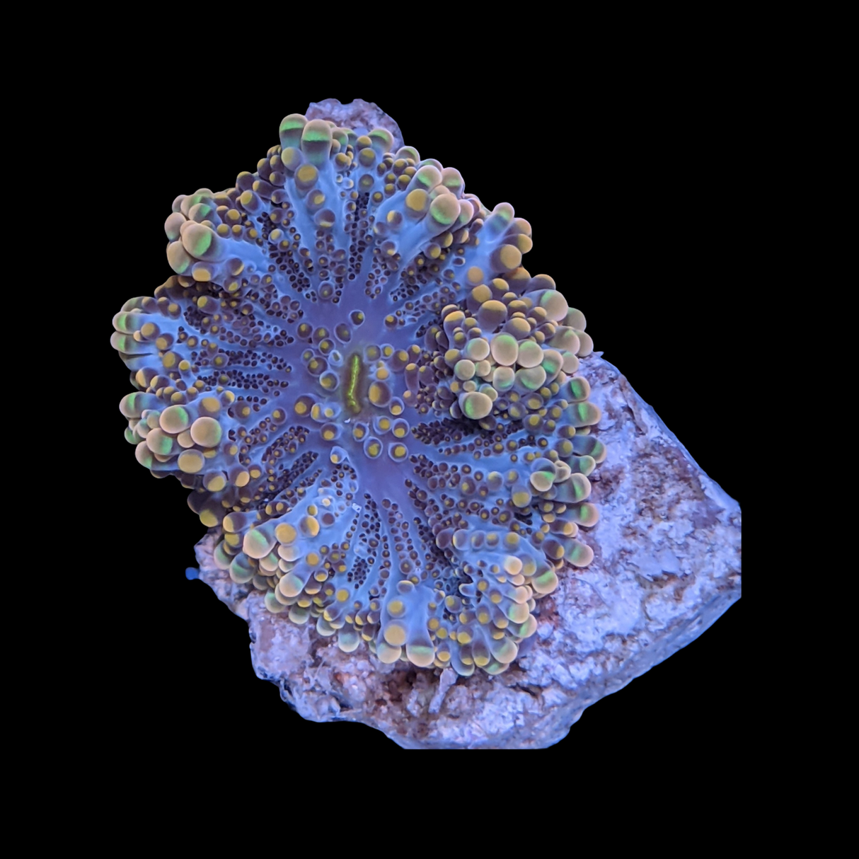Orange Ricordia Yuma Mushroom