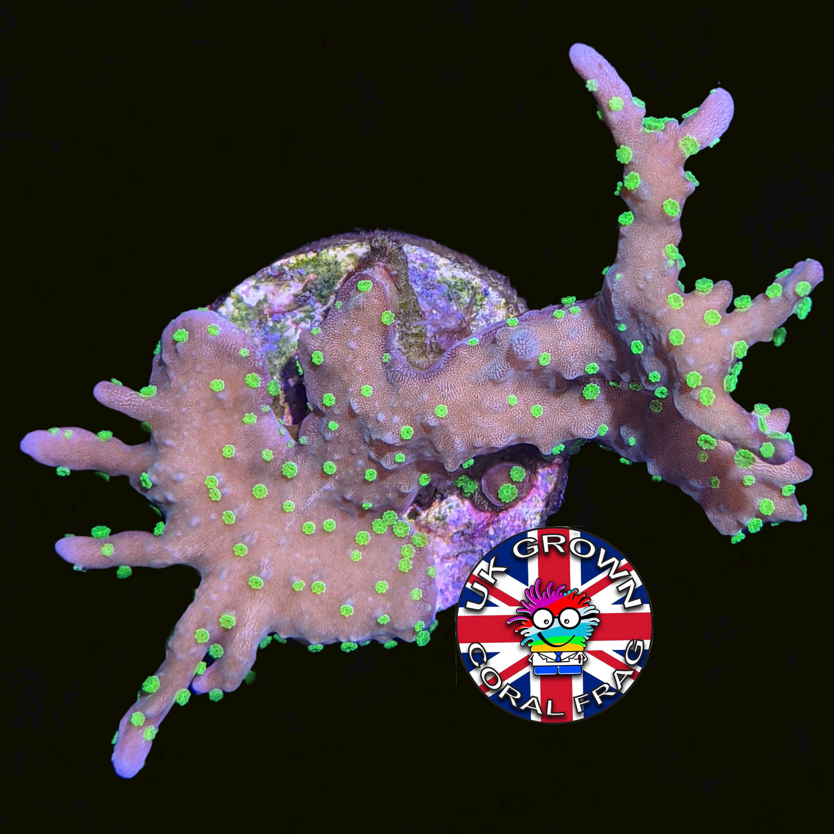 Hirsuta Montipora (UK Grown)