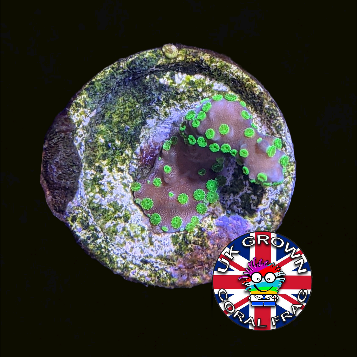Hirsuta Montipora (UK Grown)