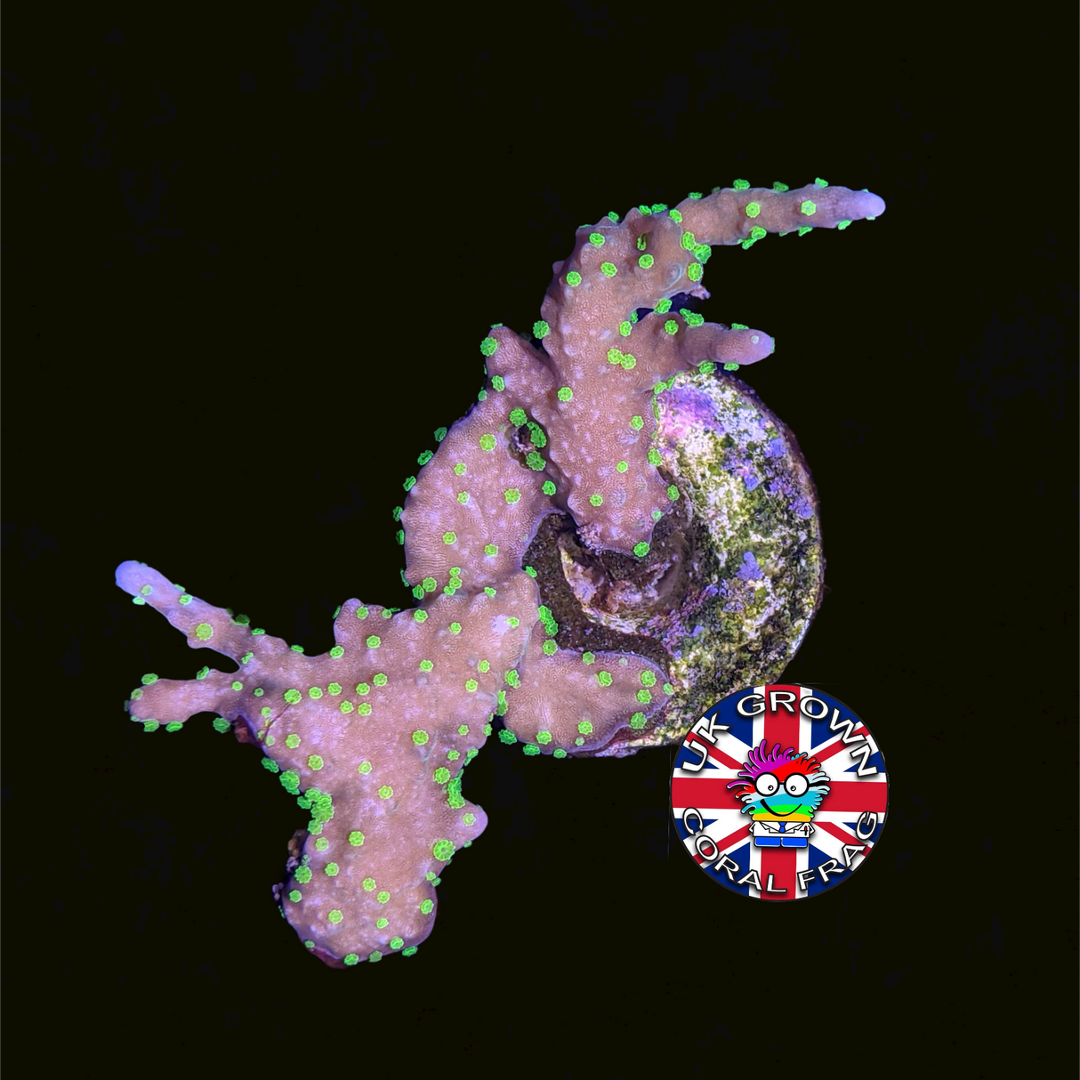 Hirsuta Montipora (UK Grown)