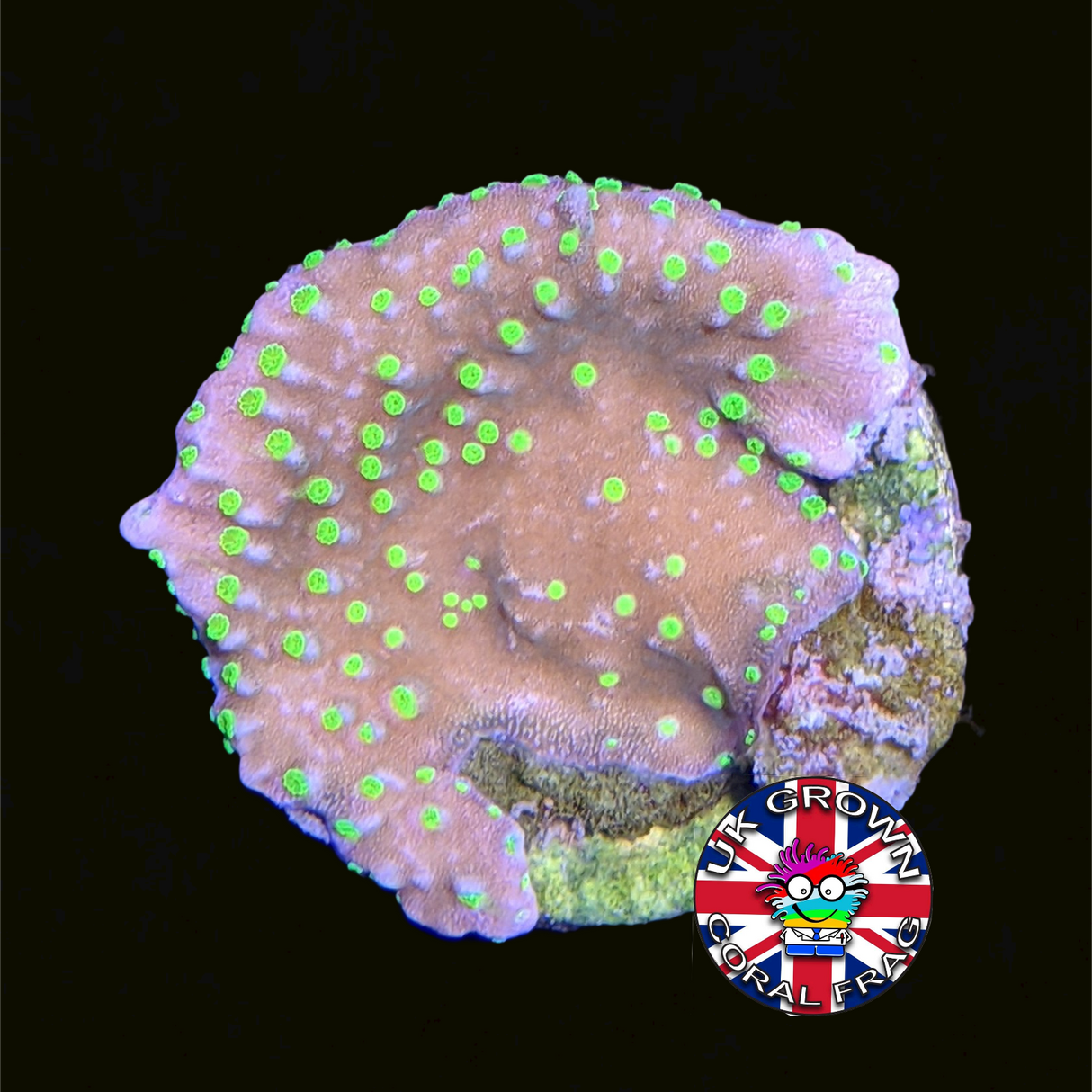 Hirsuta Montipora (UK Grown)