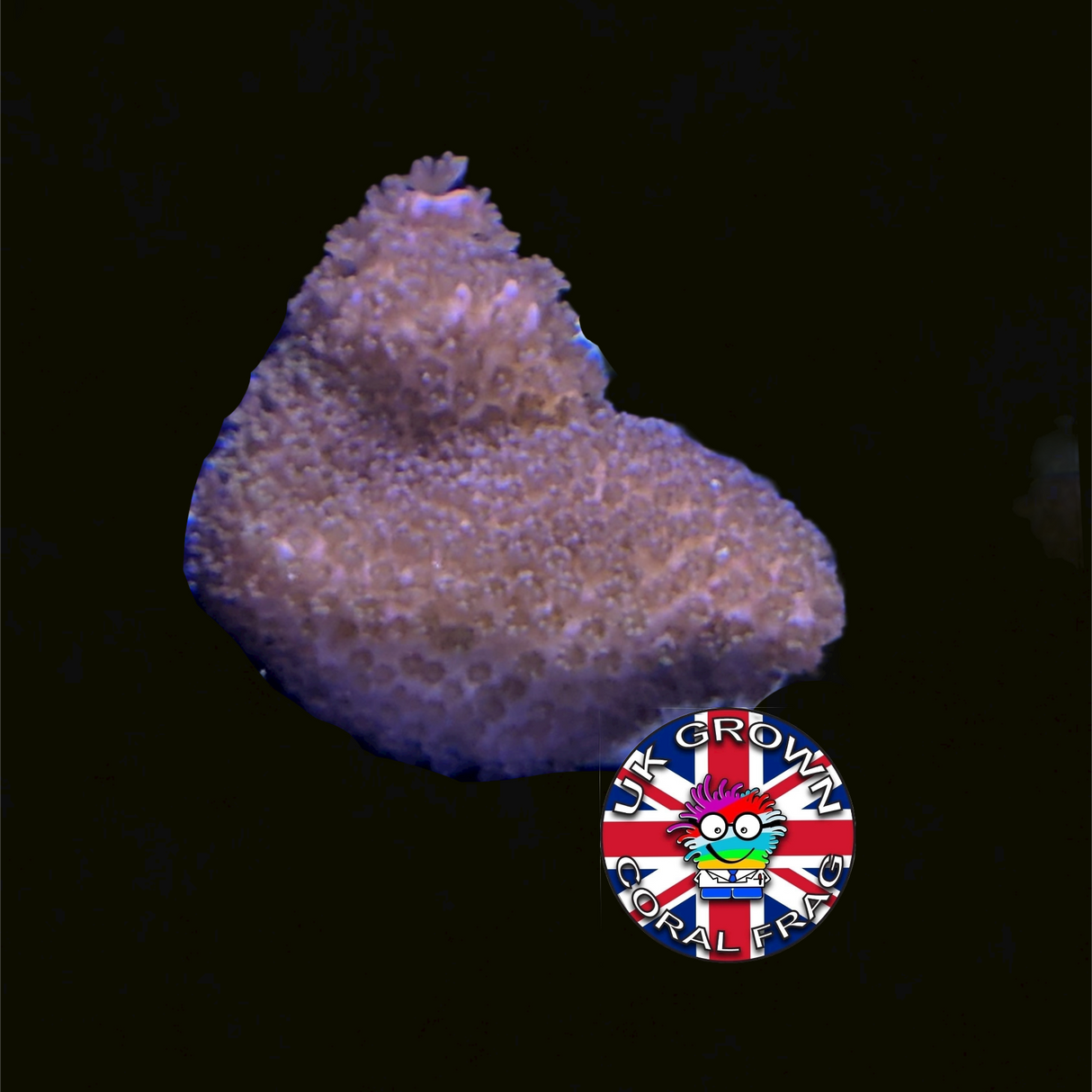 Brown Montipora digitata (UK Grown)