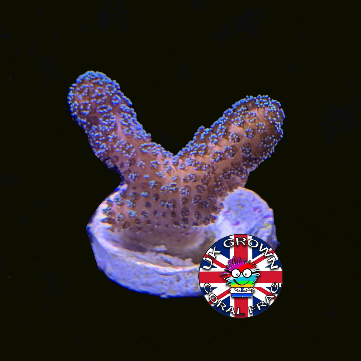 Stylophora Pistillata (UK Grown)