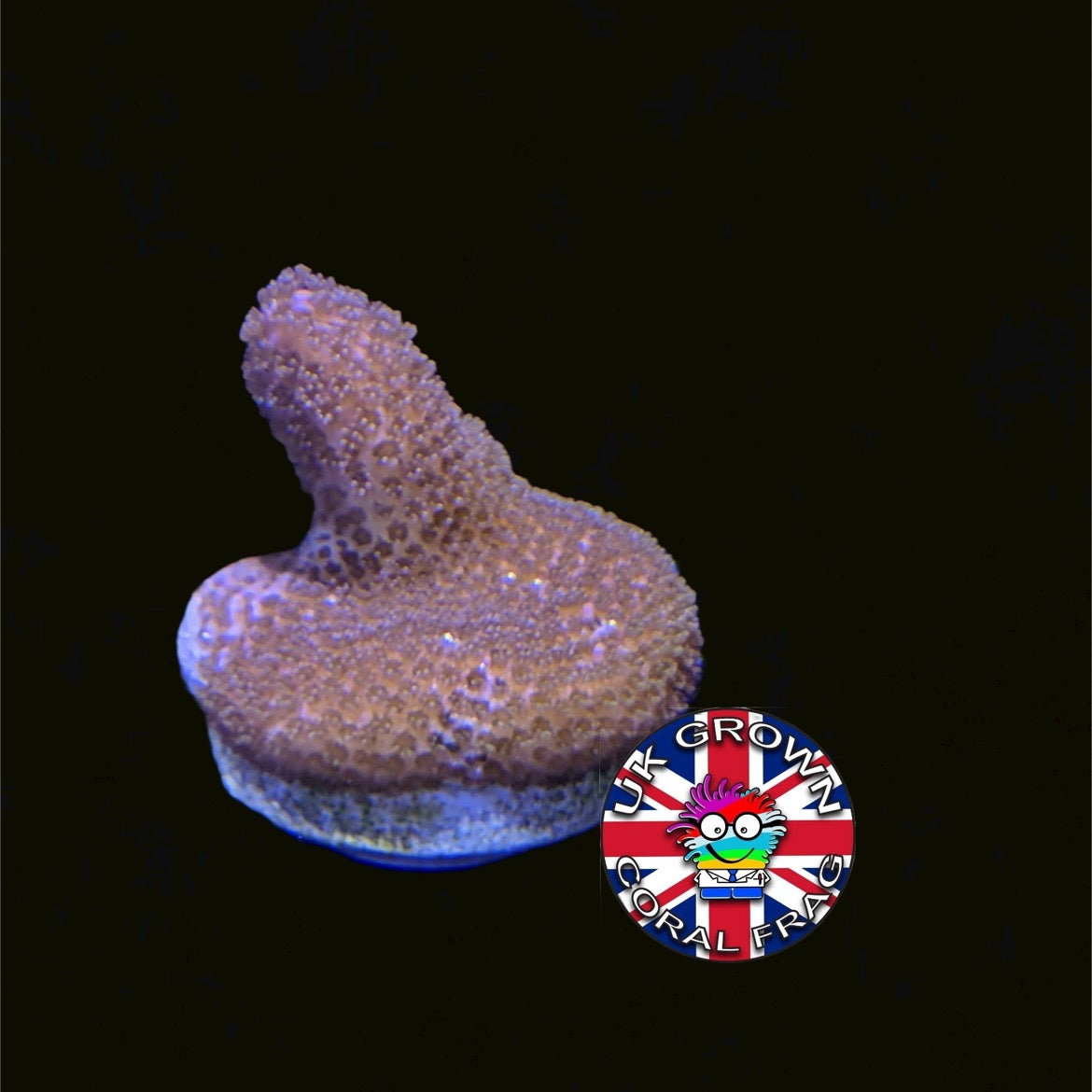 Brown Montipora digitata (UK Grown)