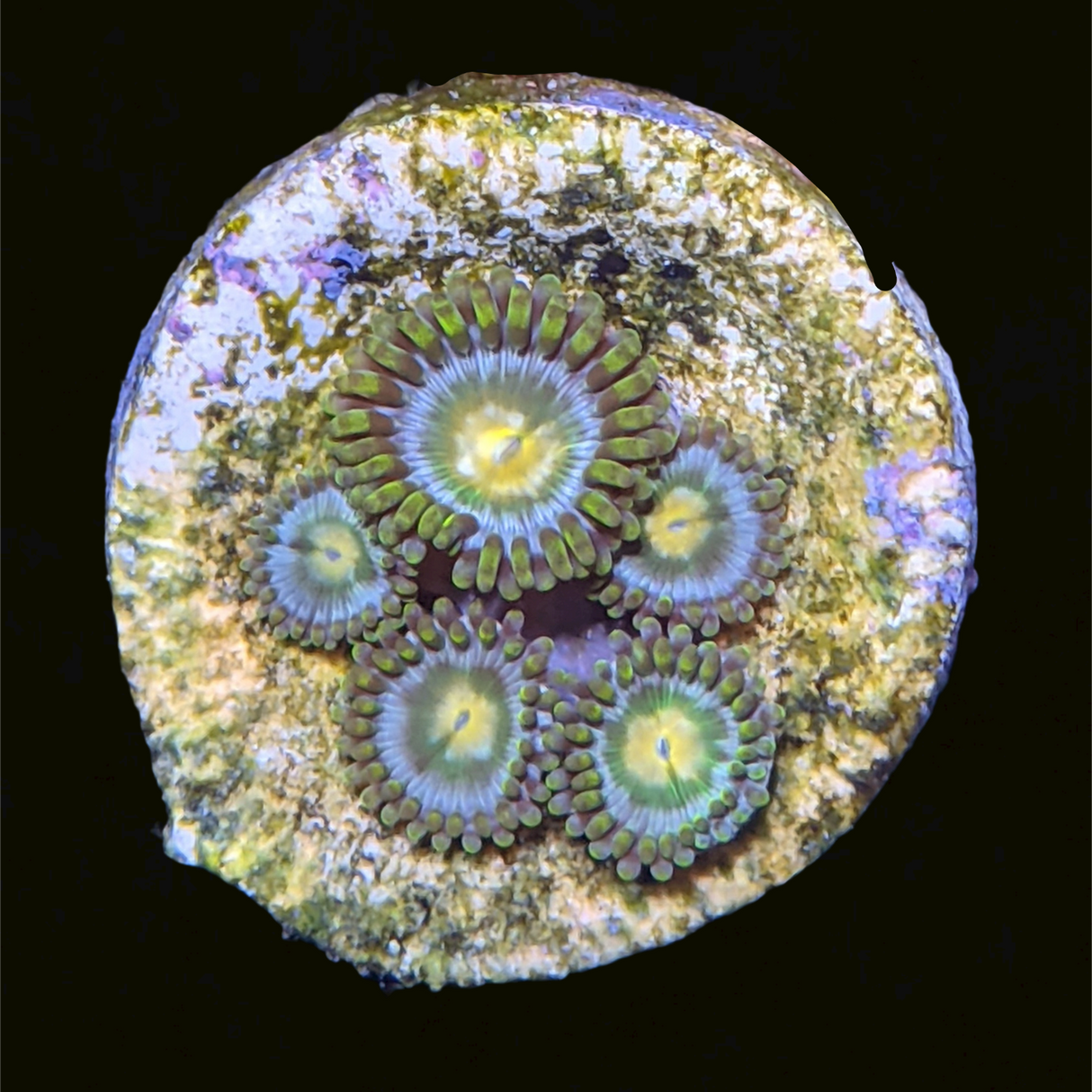 John Deere Zoa Frag