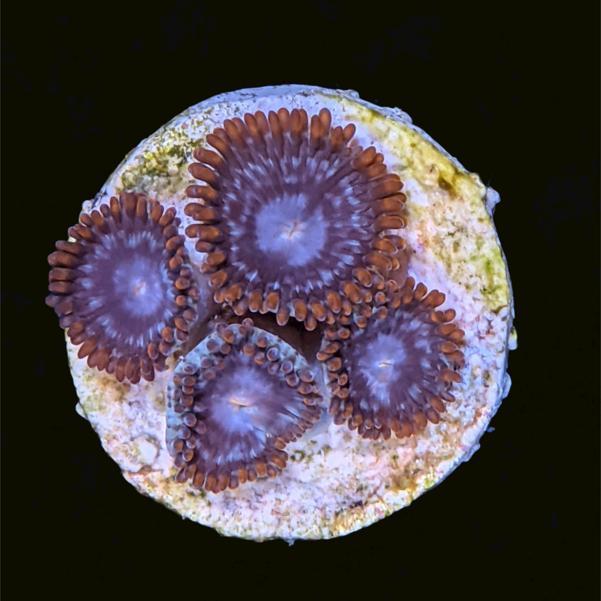 Forget Me Not Zoa Frag