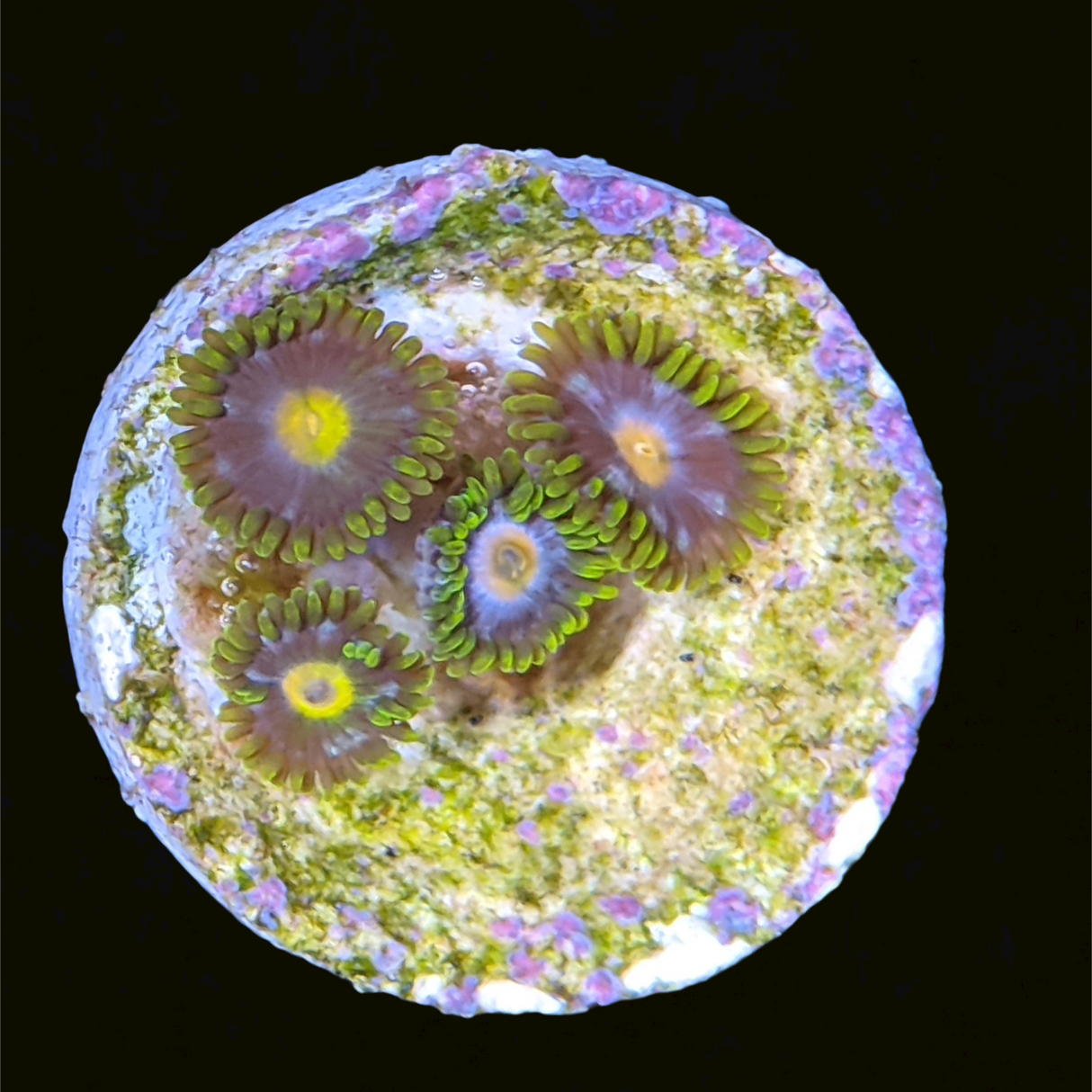 Zoa Frag