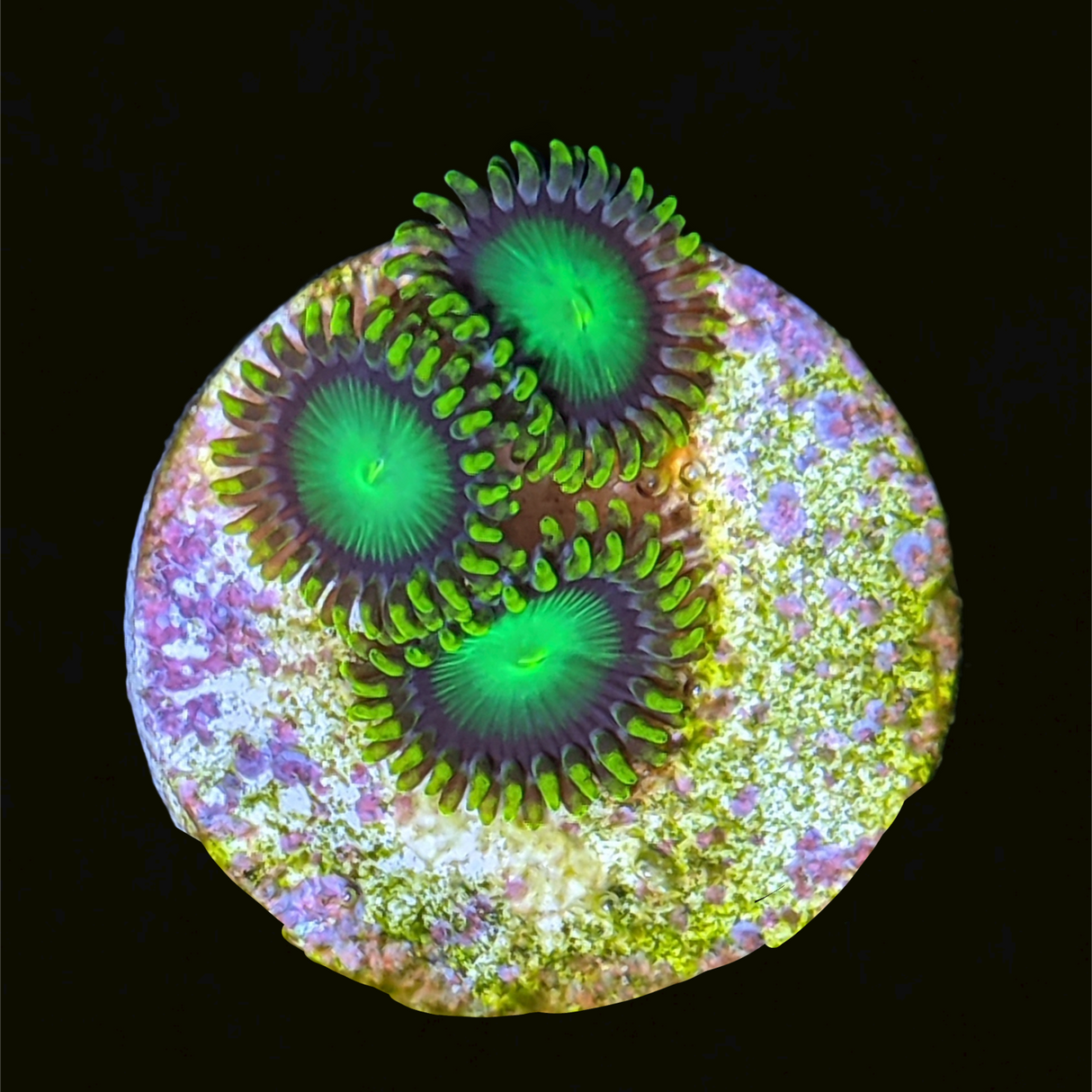 Radioactive Dragons Eyes Zoa Frag