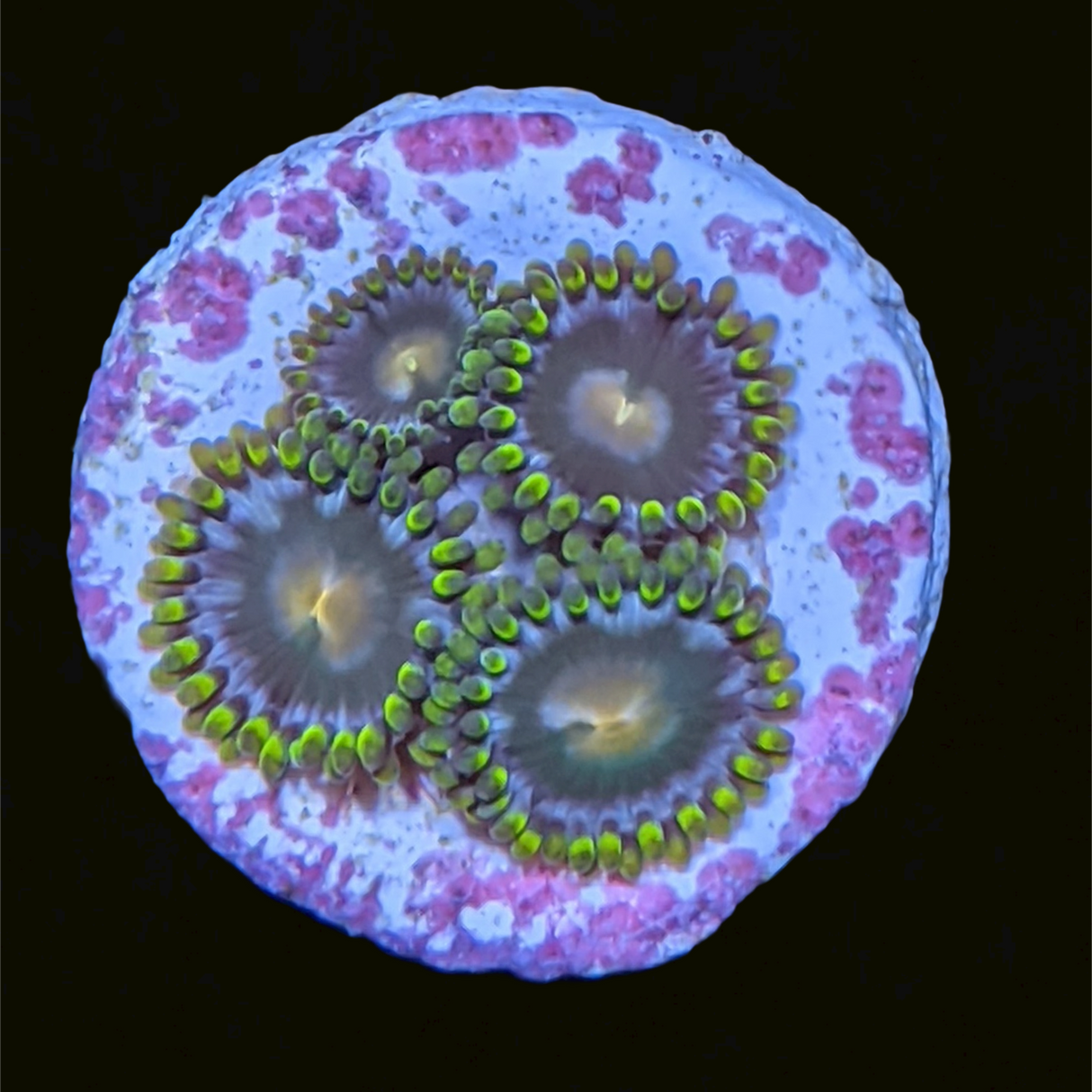 John Deere Zoa Frag