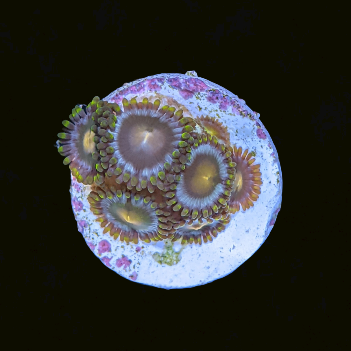John Deere Zoa Frag