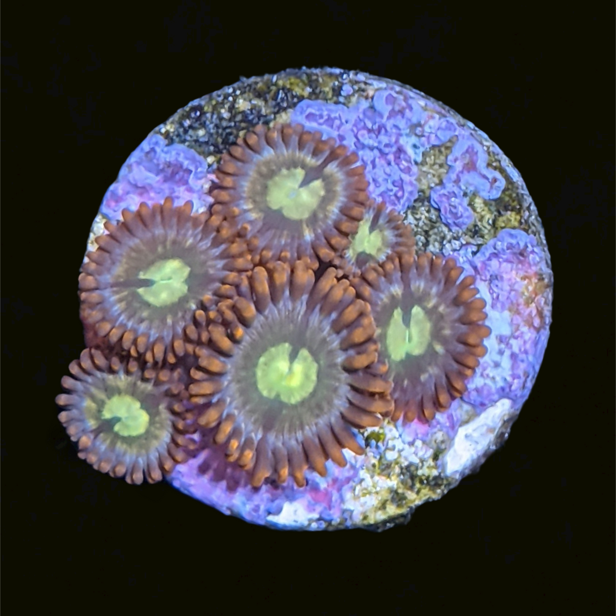 Chocolate Orange Zoa Frag