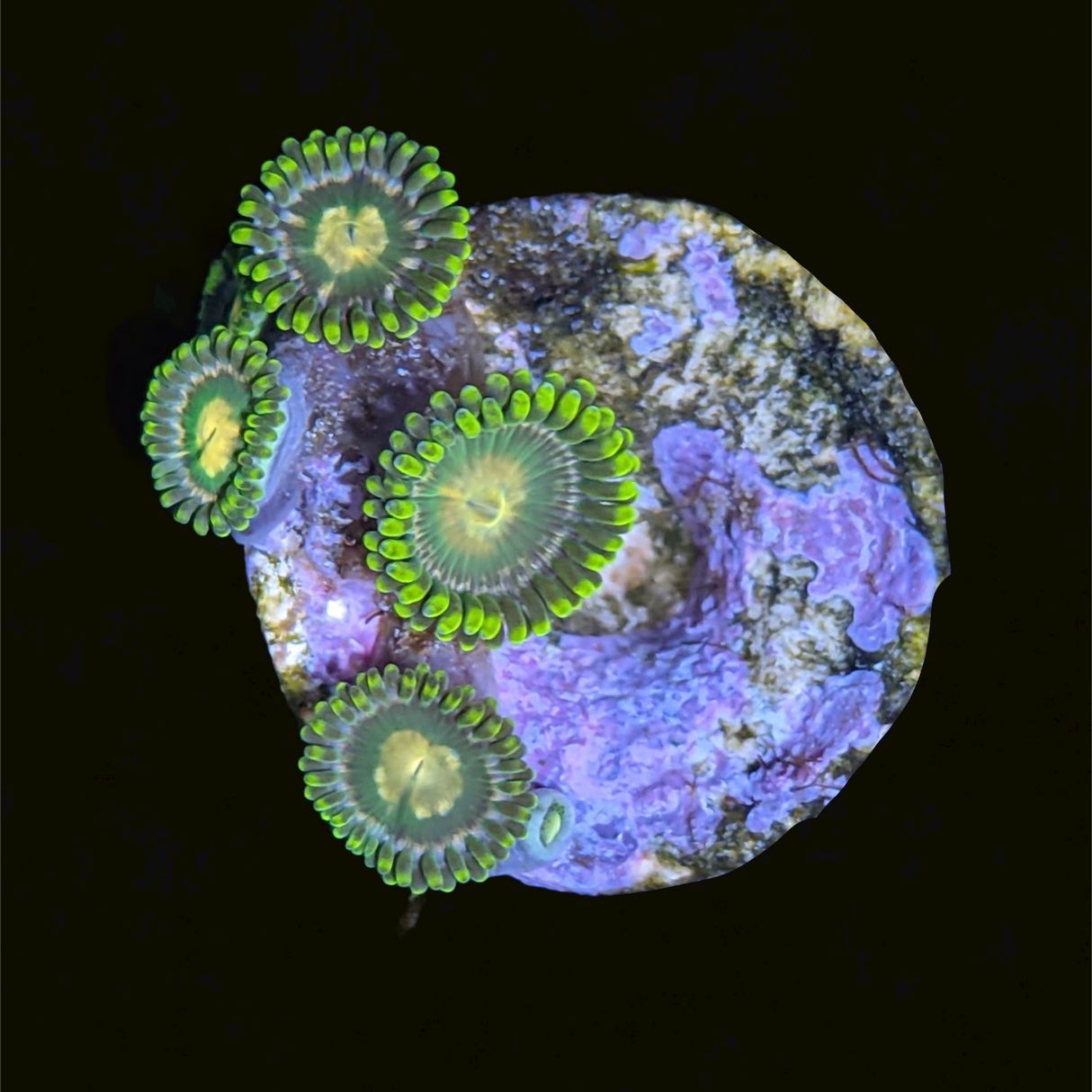 John Deere Zoa Frag