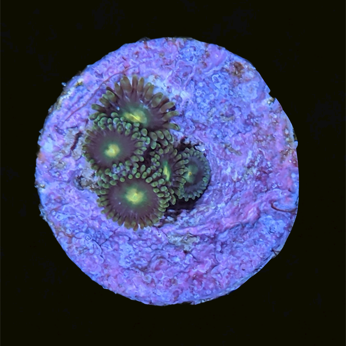 John Deere Zoa Frag