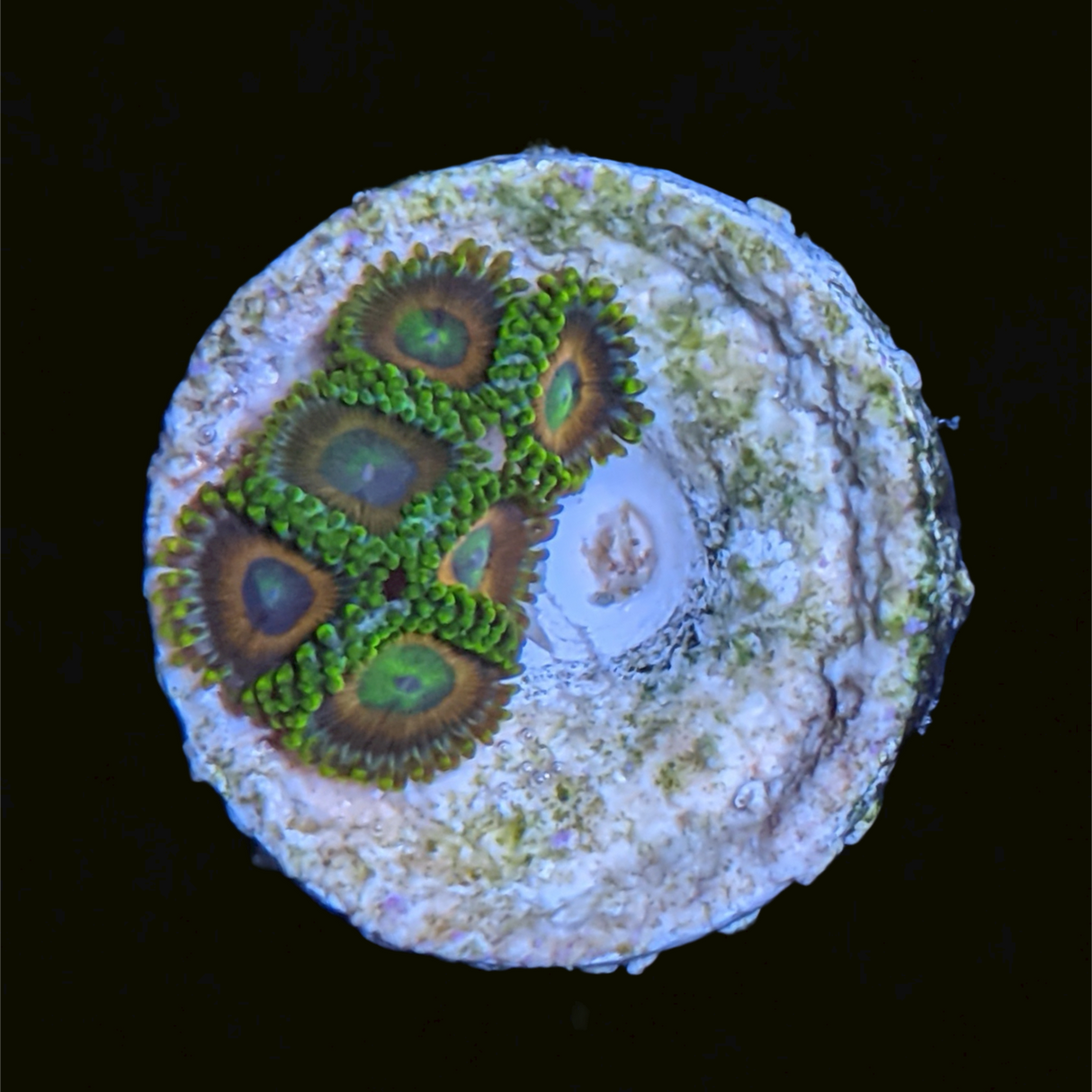 Eagle Eyes Zoa Frag