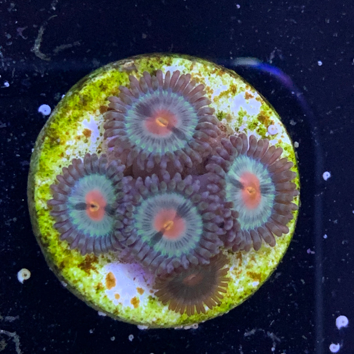 5 Polyp Zoa frag