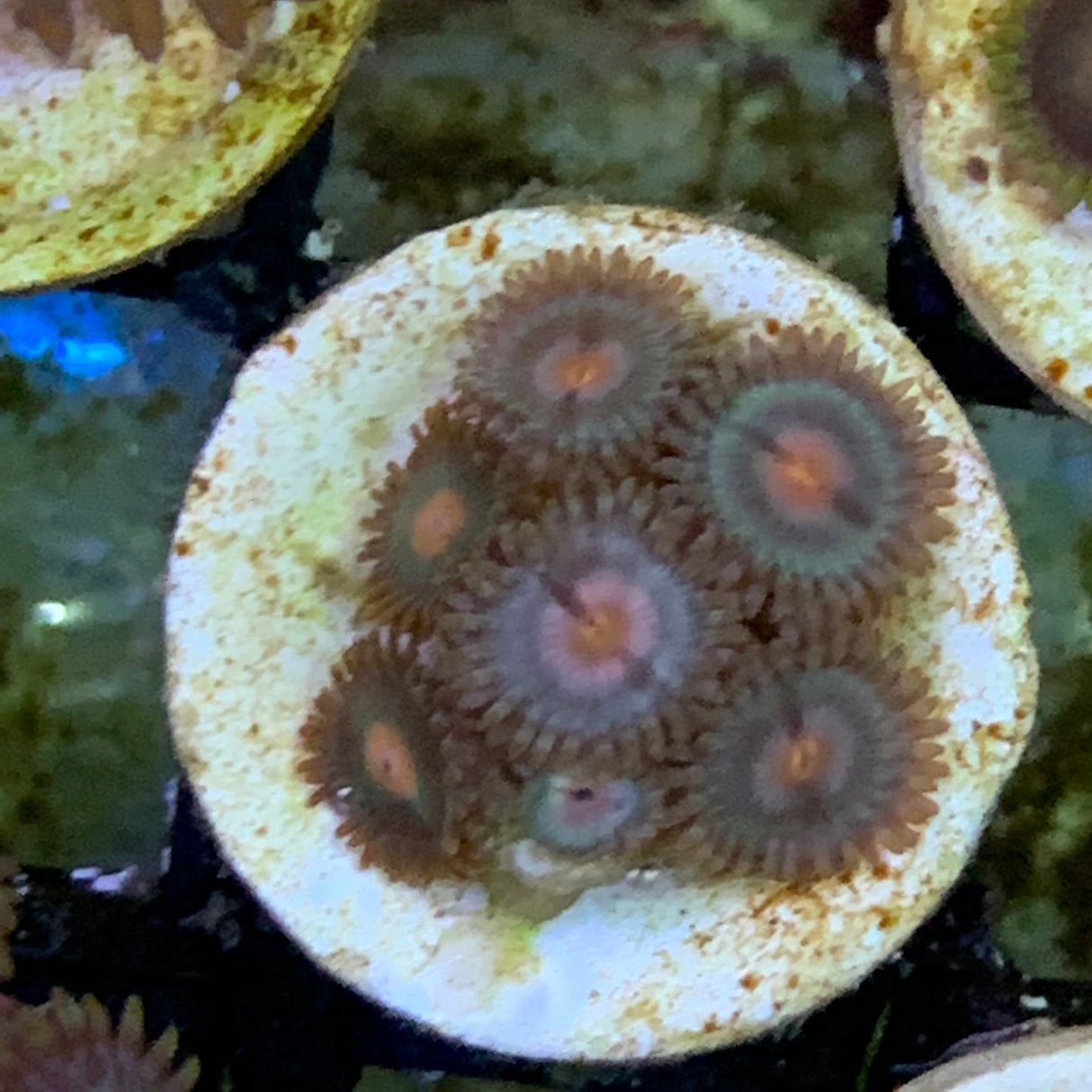 7 Polyp Zoa frag