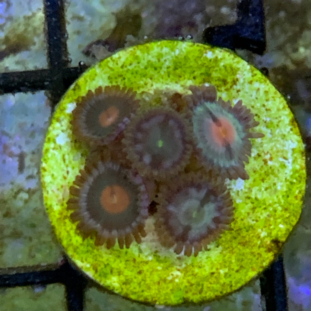 5 Polyp Zoa frag