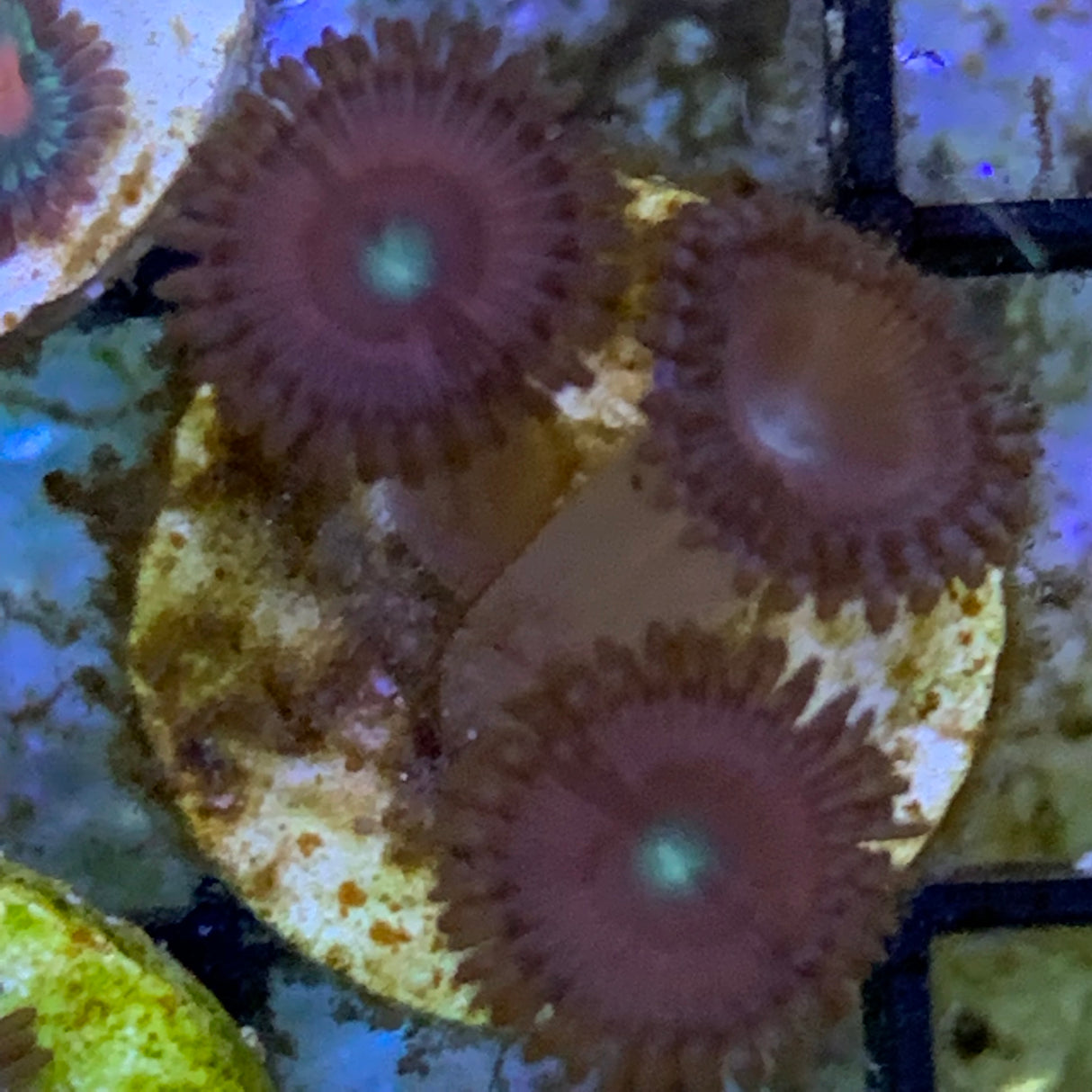 3 Polyp Zoa frag