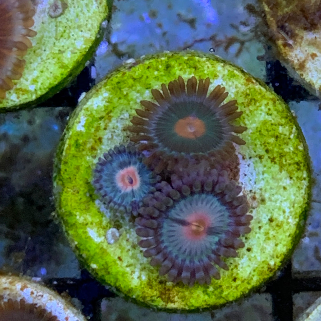 3 Polyp Zoa frag