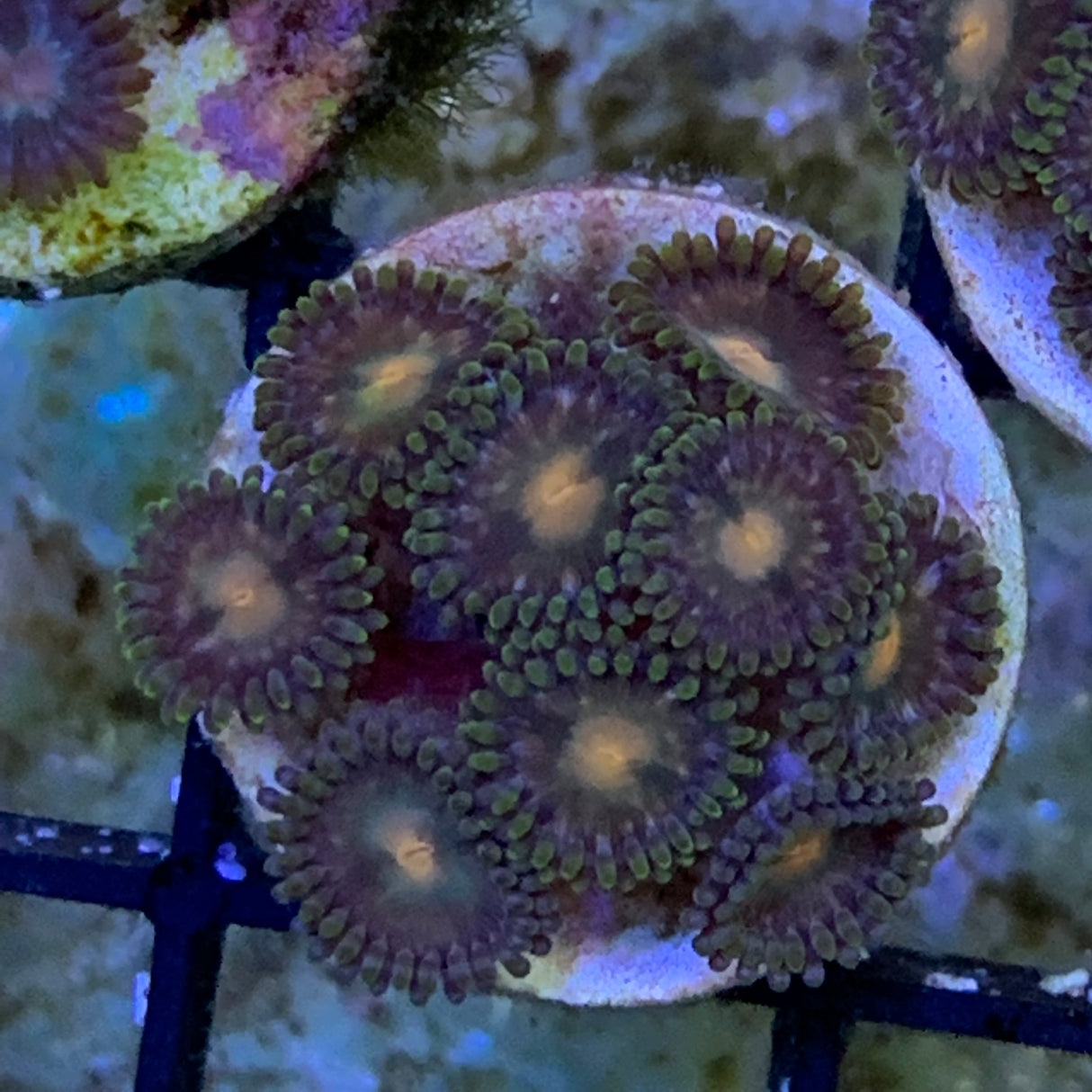 9 Polyp Zoa frag