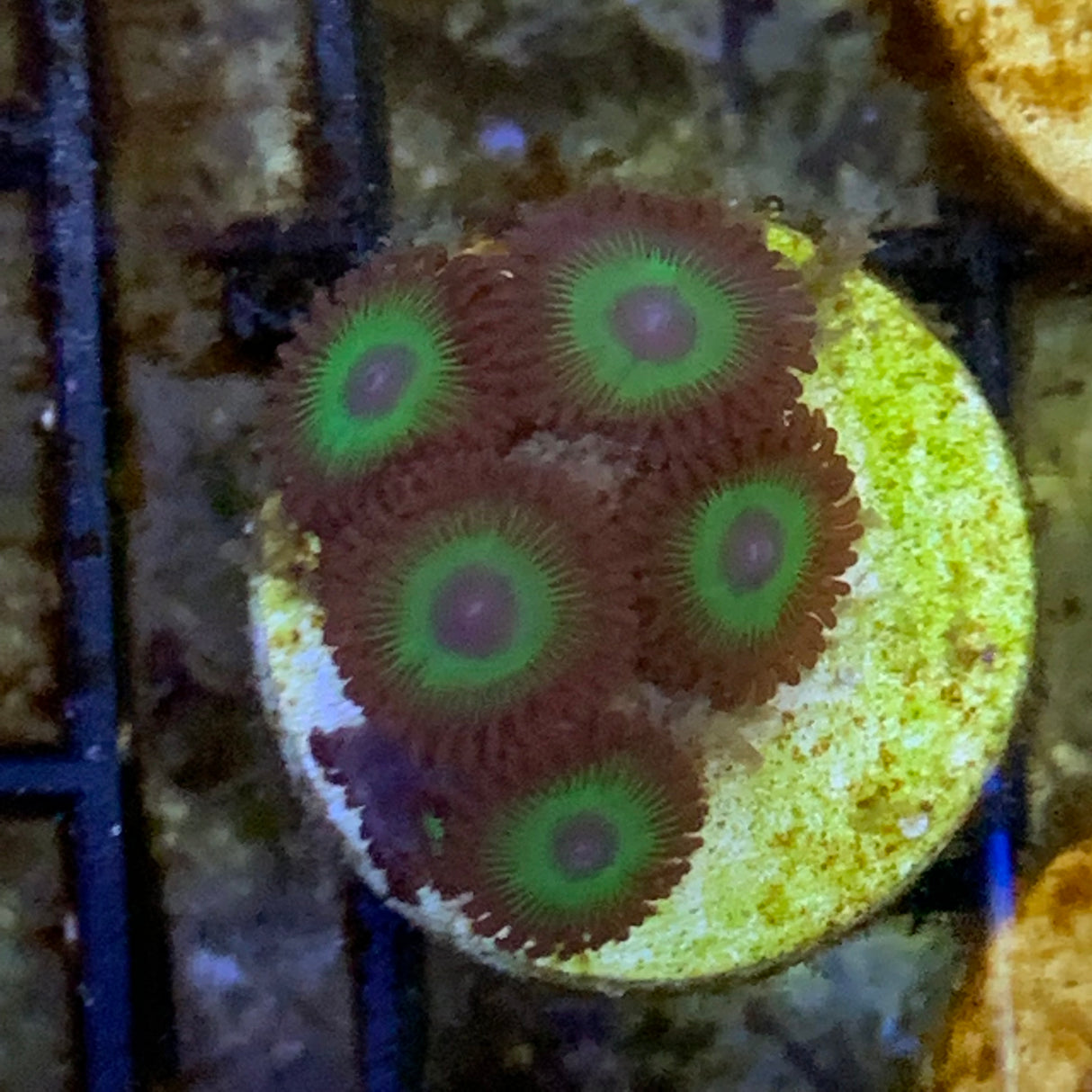 5 Polyp Zoa frag